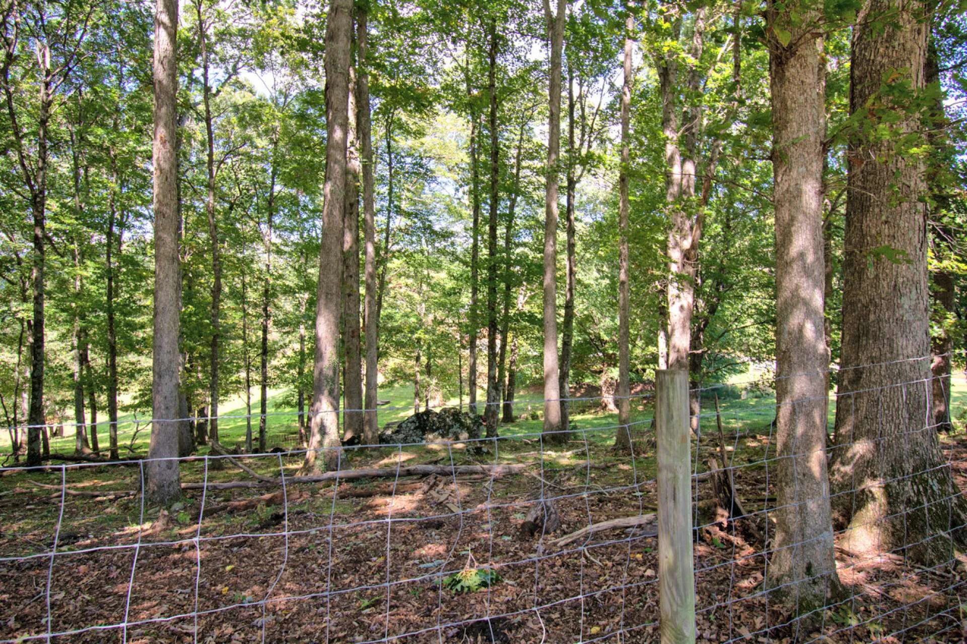 Image number 21 for the current listing