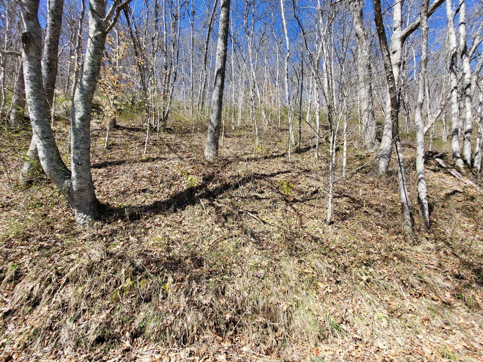 Image number 4 for the current listing