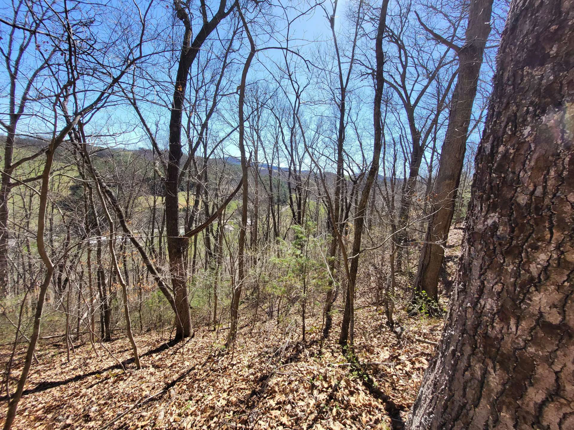 Image number 6 for the current listing