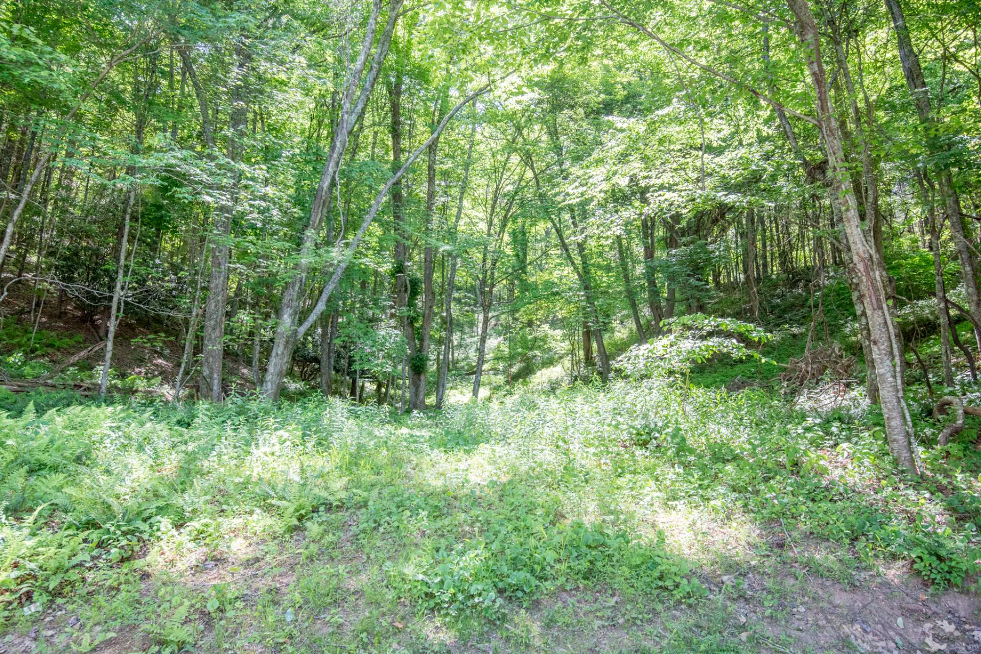 Image number 15 for the current listing