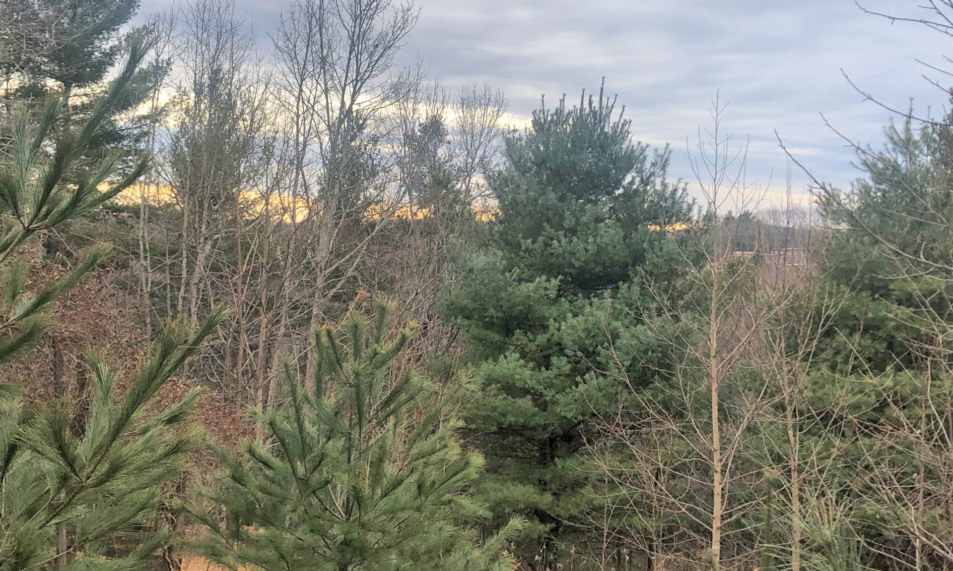 Image number 1 for the current listing