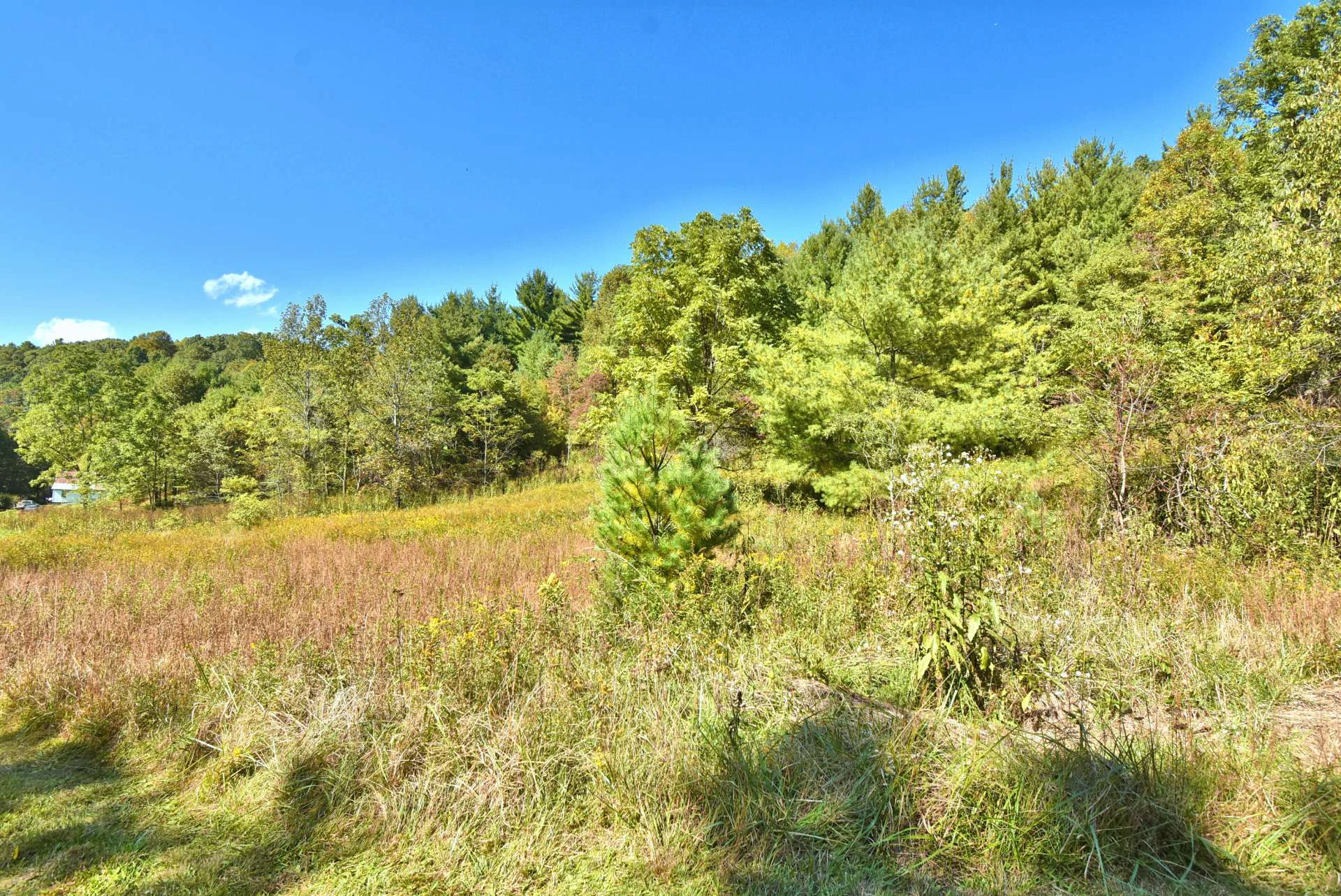 Image number 2 for the current listing