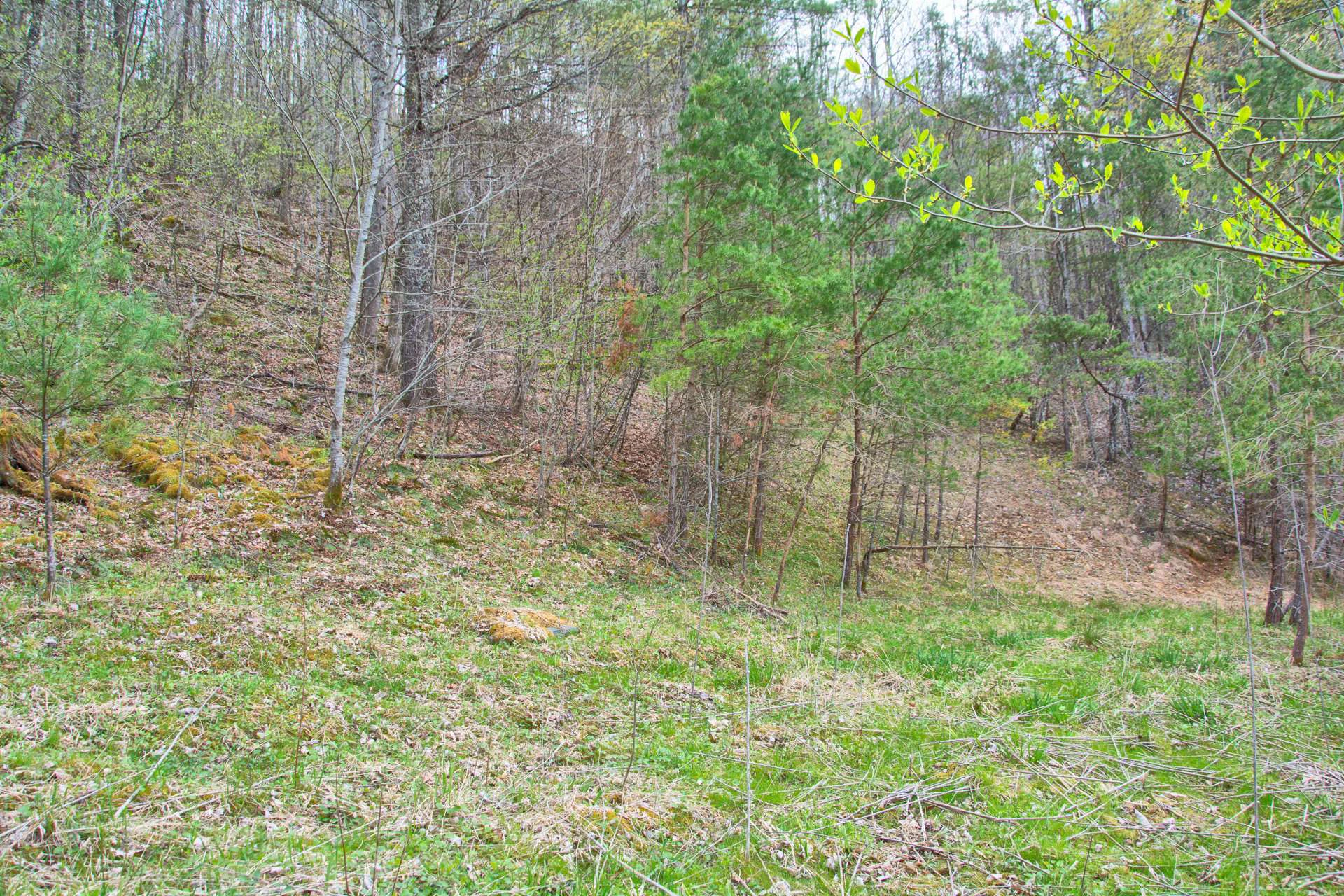 Image number 4 for the current listing