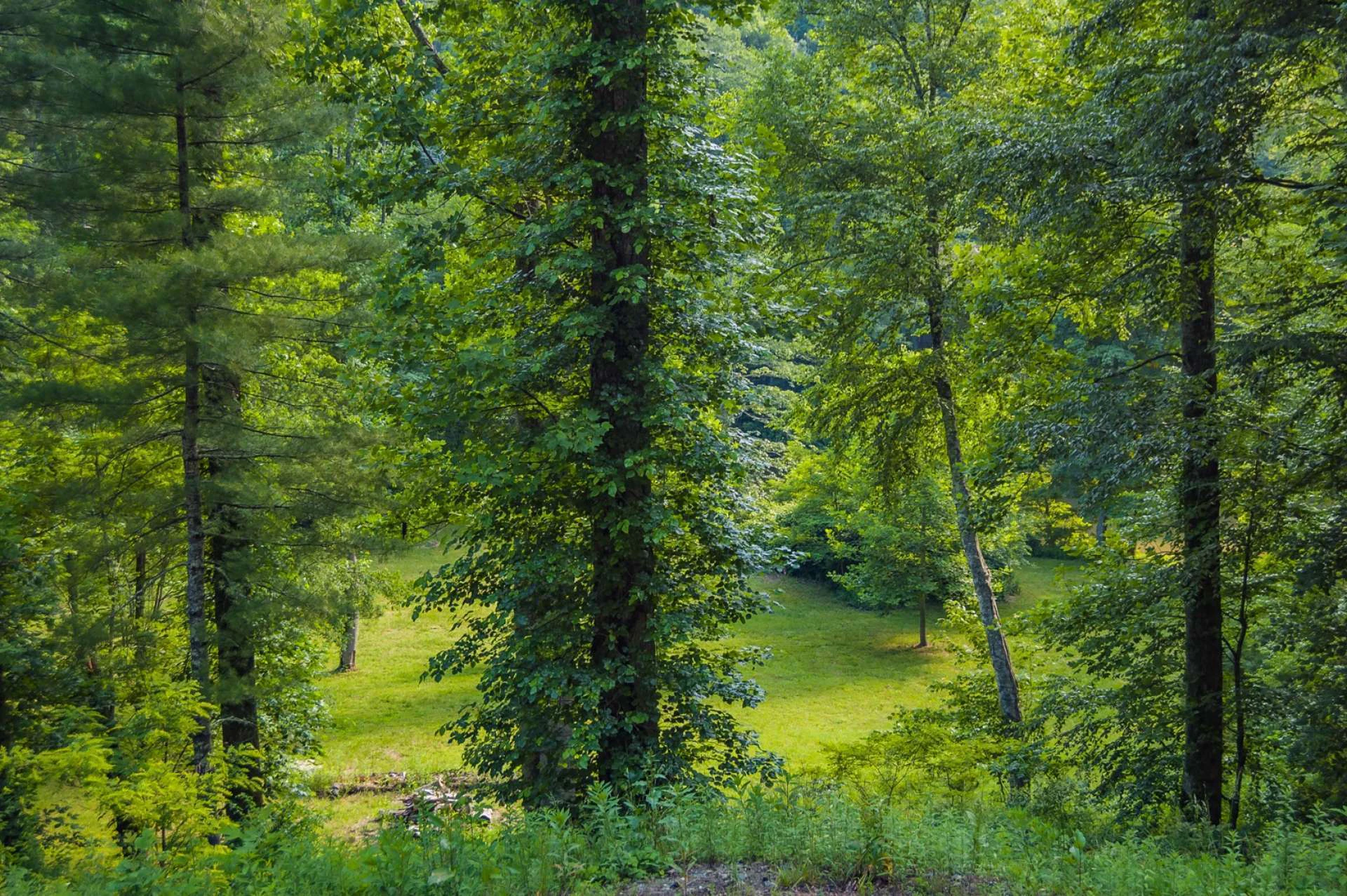 Image number 4 for the current listing