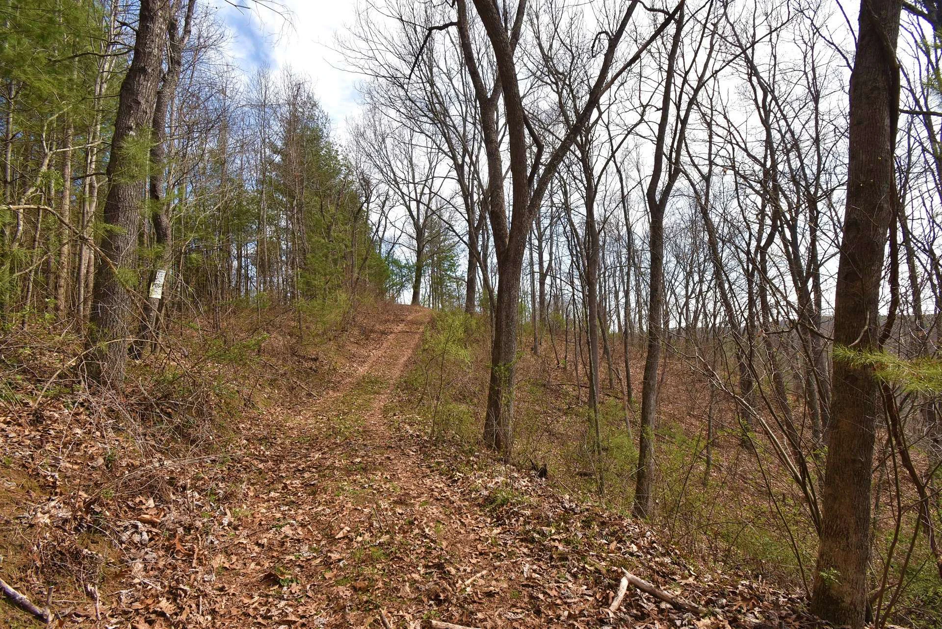 Image number 2 for the current listing
