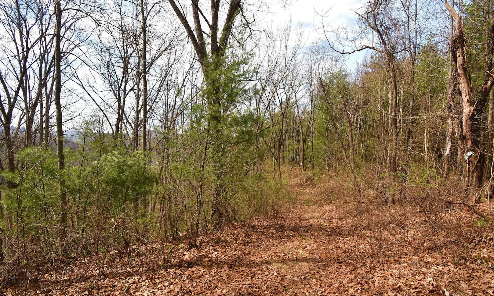 Image number 1 for the current listing