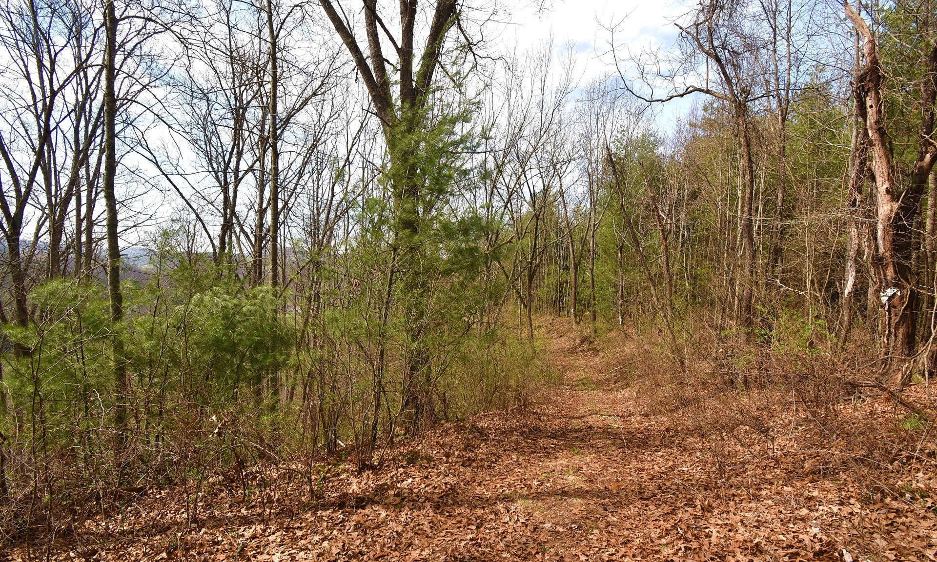 Image number 1 for the current listing
