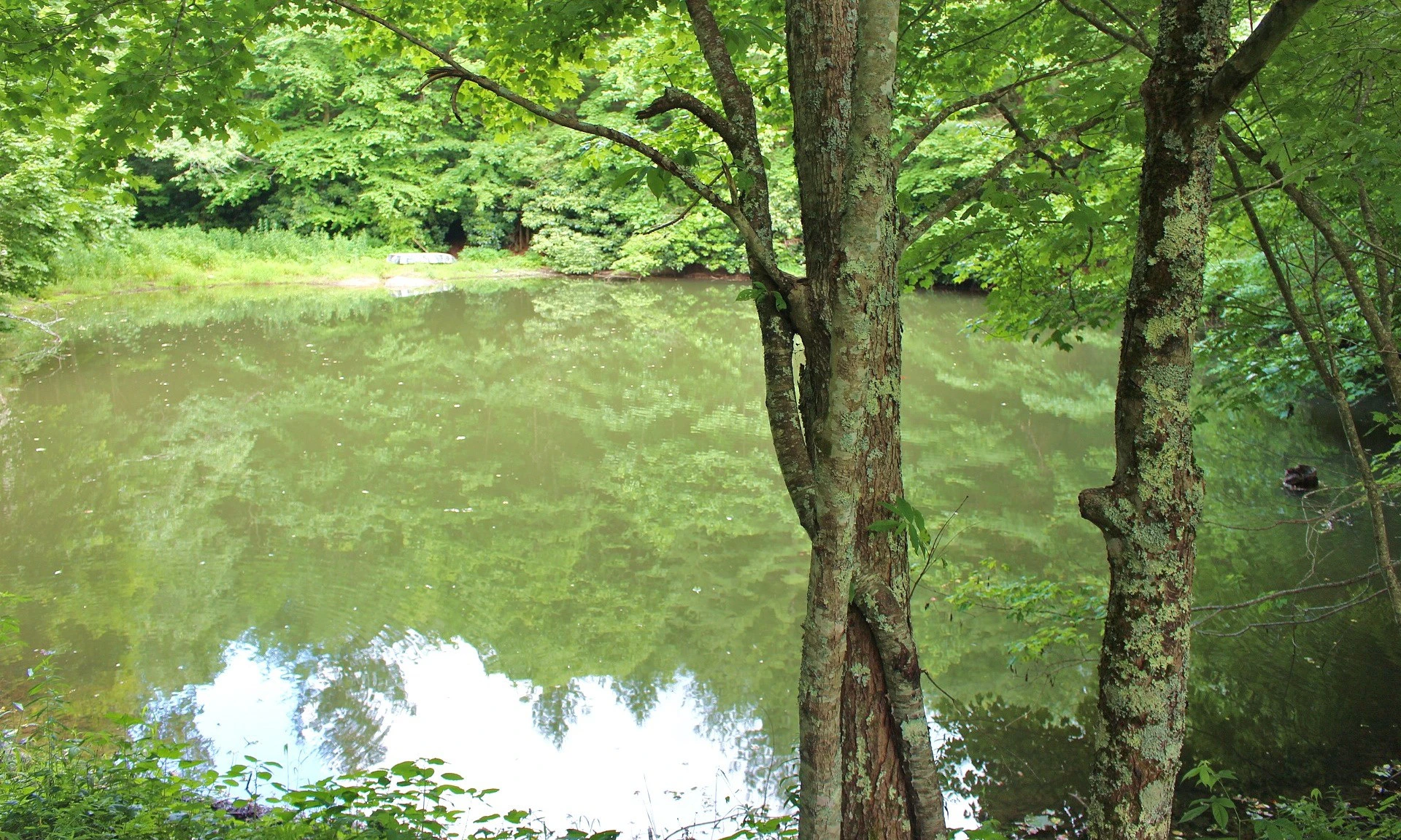 Image number 1 for the current listing