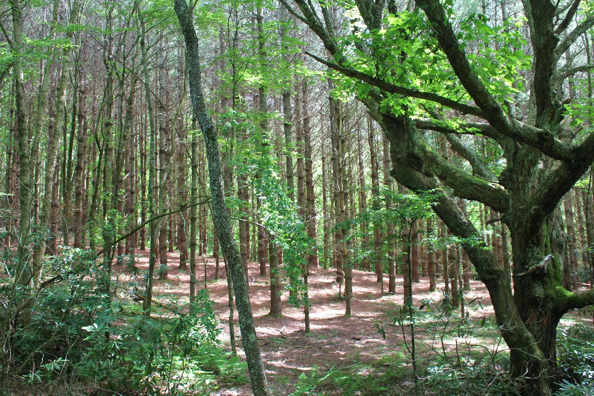 Image number 3 for the current listing