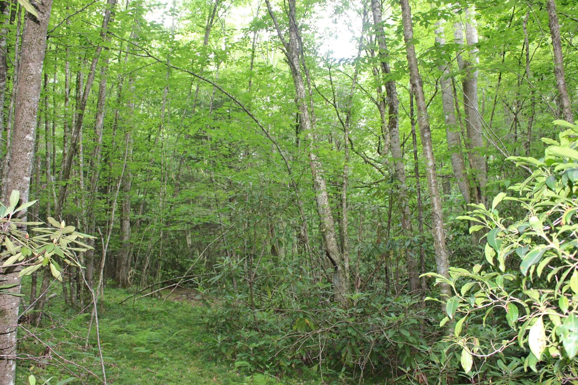 Image number 6 for the current listing