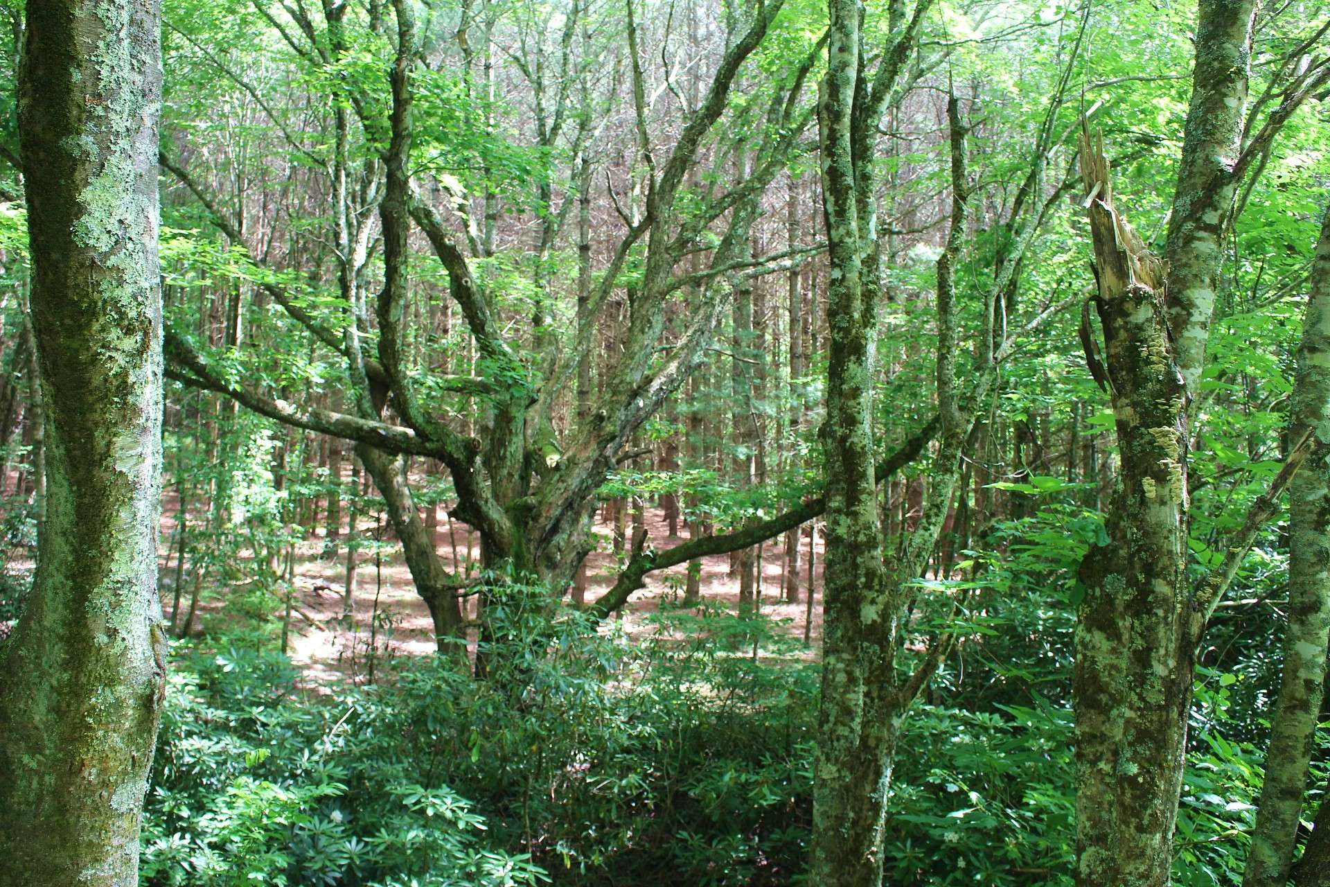 Image number 9 for the current listing