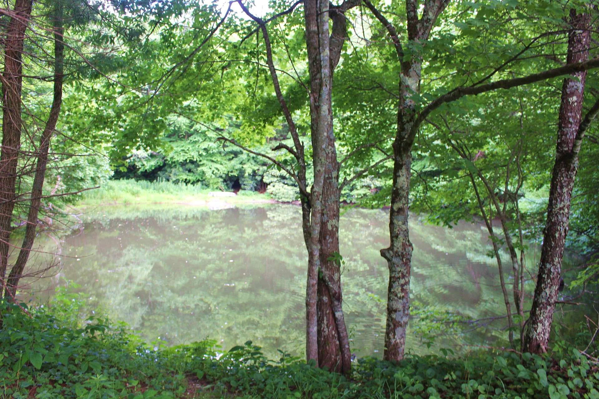 Image number 8 for the current listing