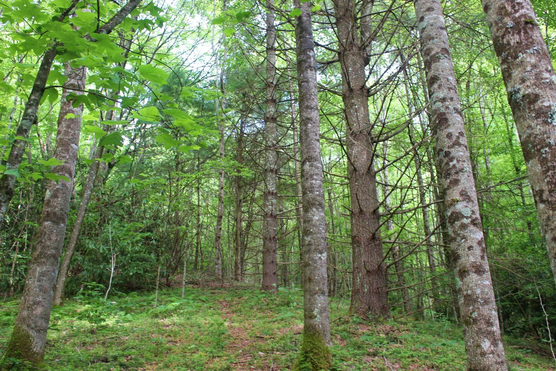 Image number 10 for the current listing
