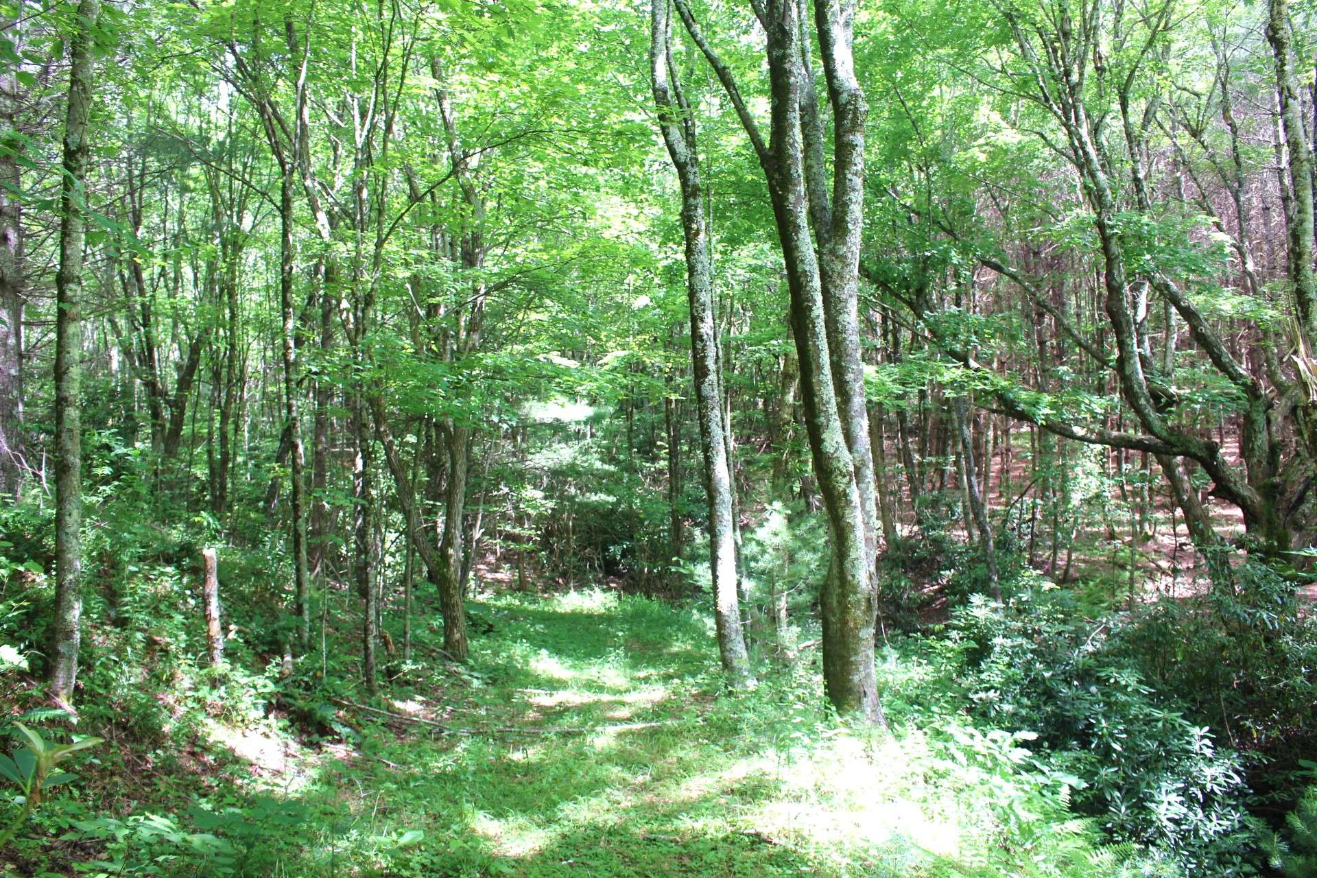 Image number 4 for the current listing