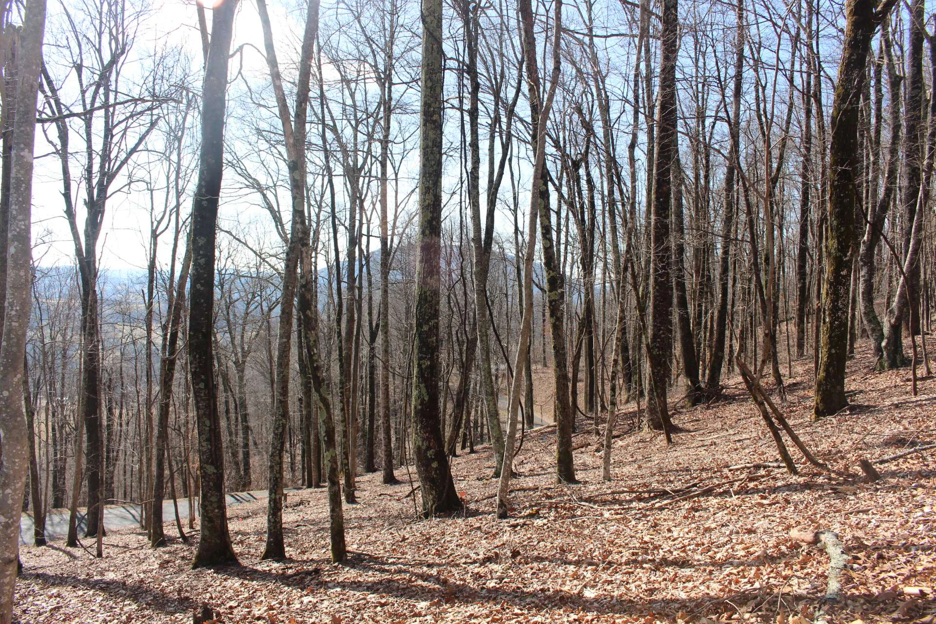 Image number 6 for the current listing
