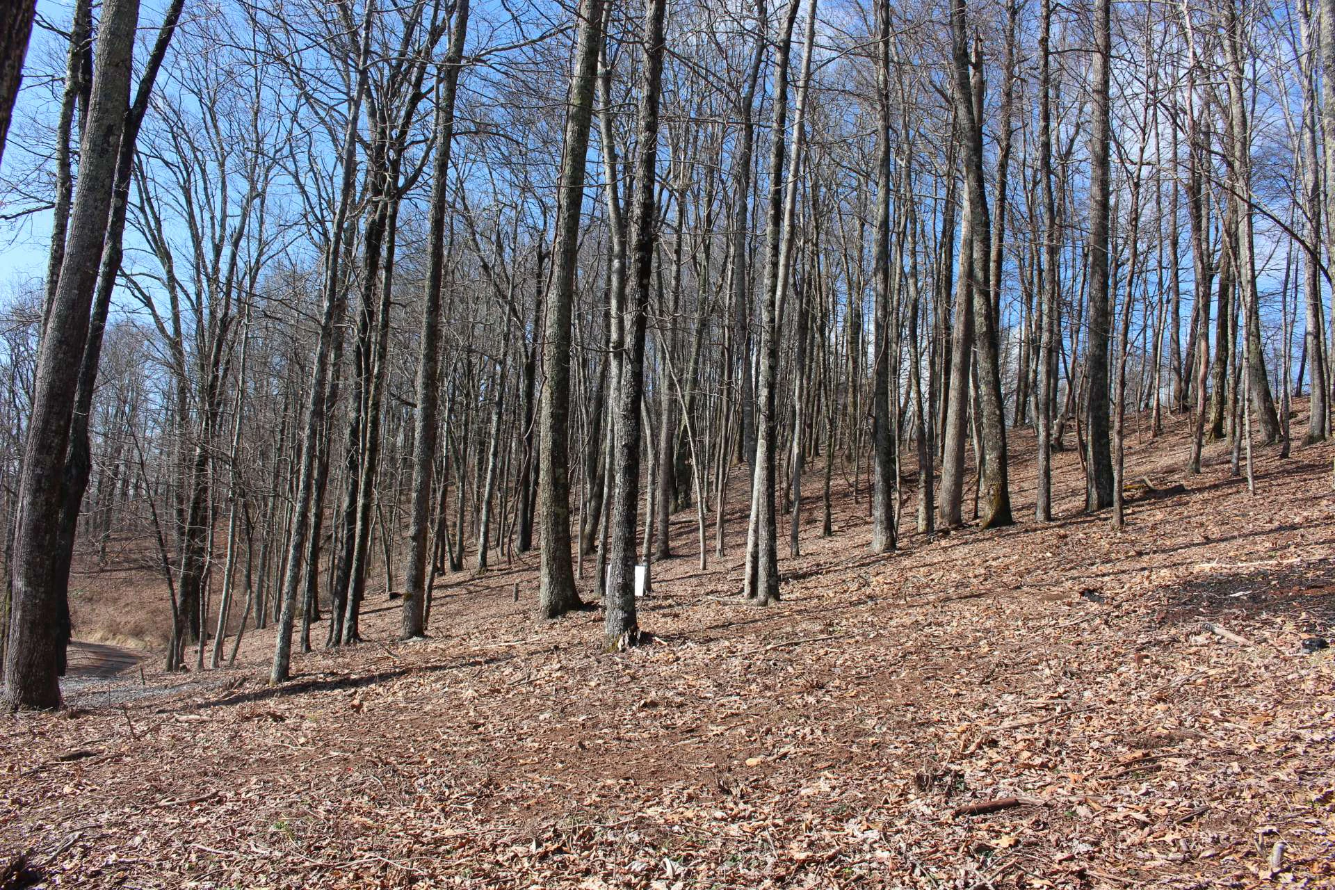 Image number 10 for the current listing