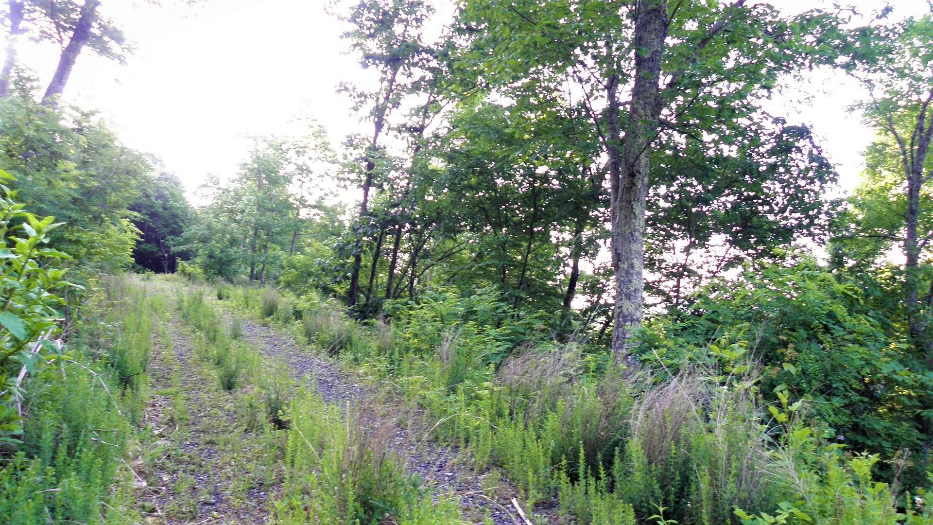 Image number 4 for the current listing