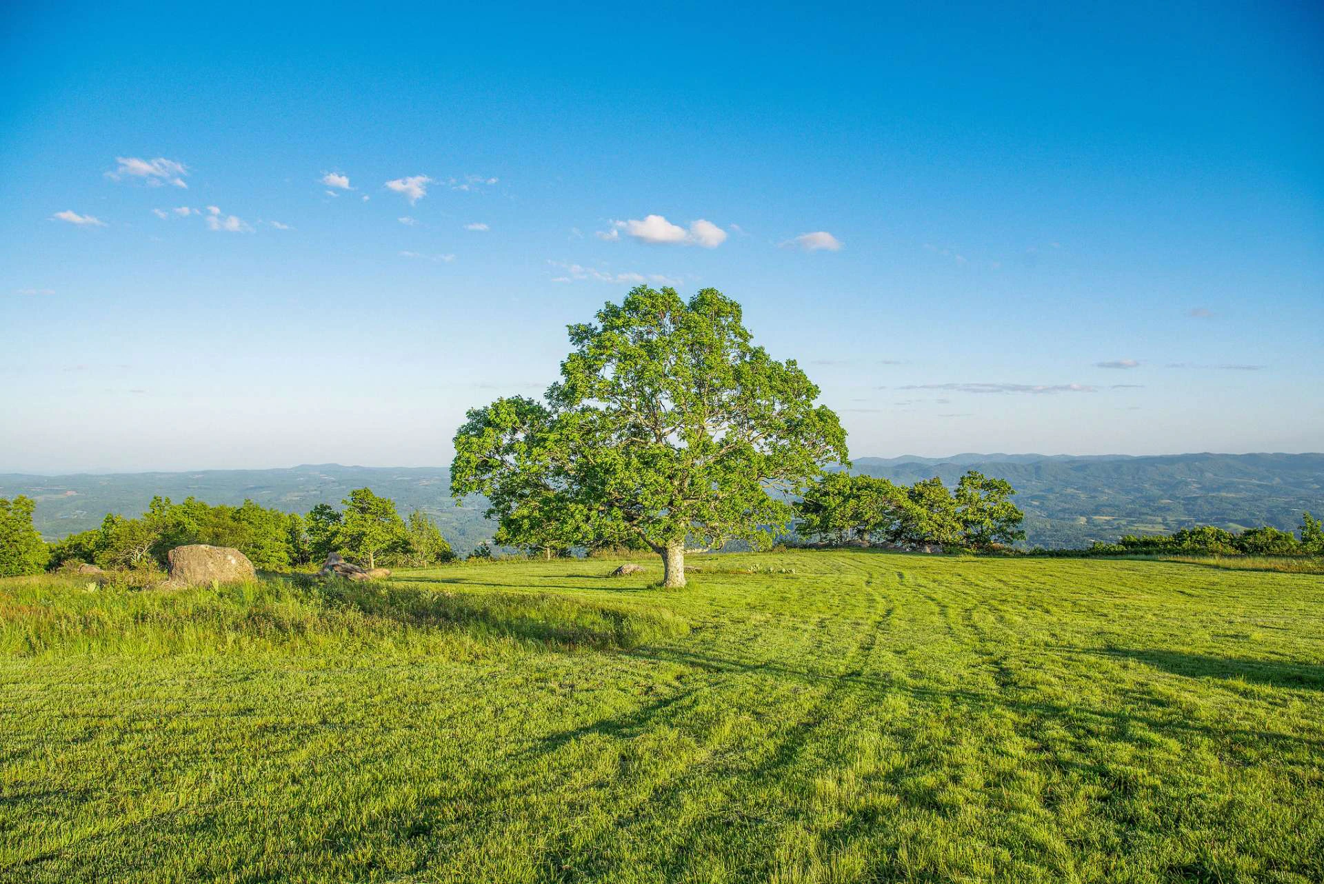 Image number 16 for the current listing
