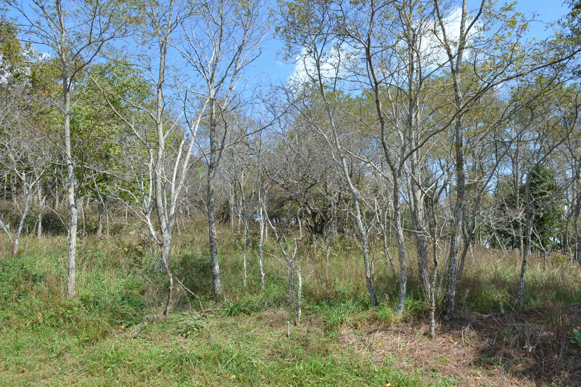 Image number 9 for the current listing