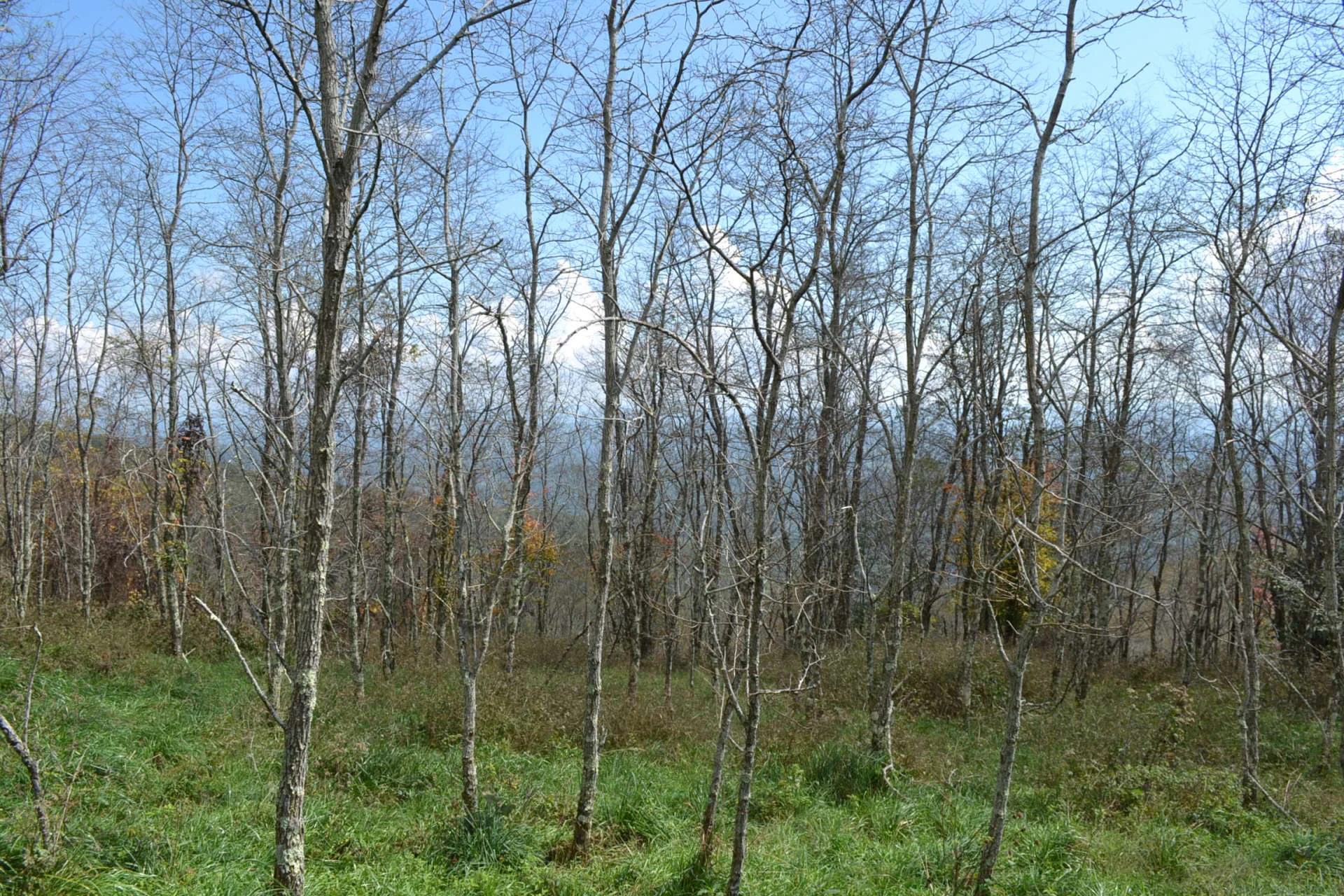 Image number 4 for the current listing