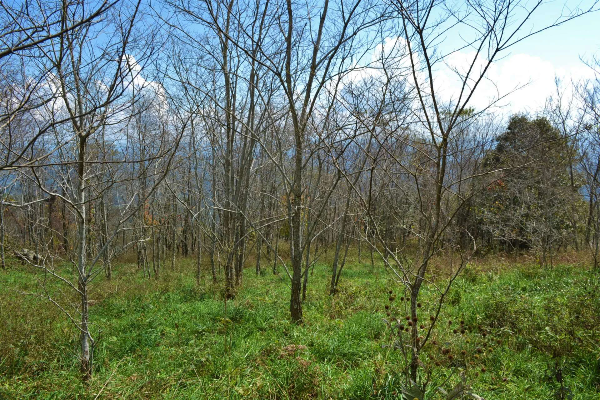 Image number 2 for the current listing