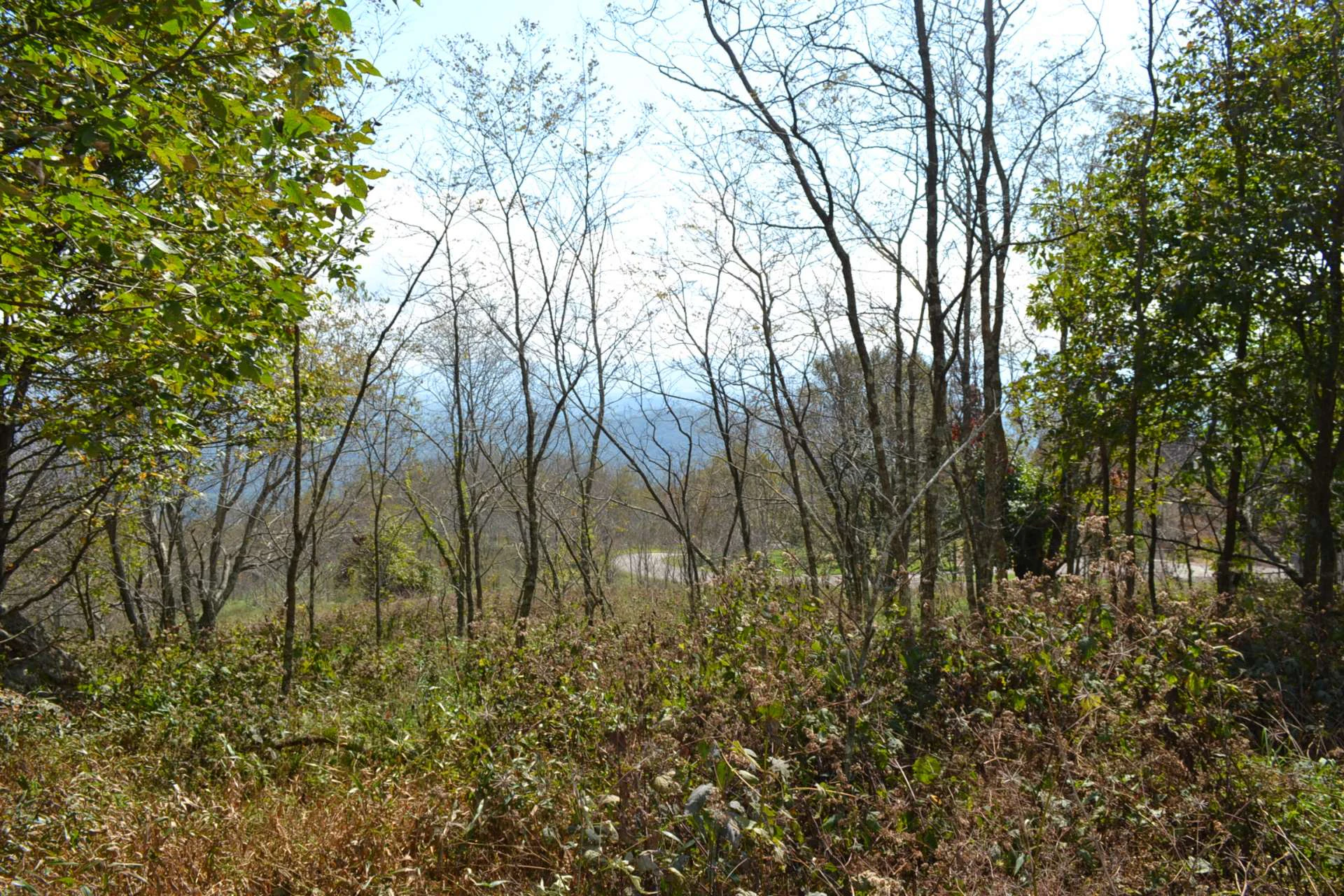 Image number 7 for the current listing