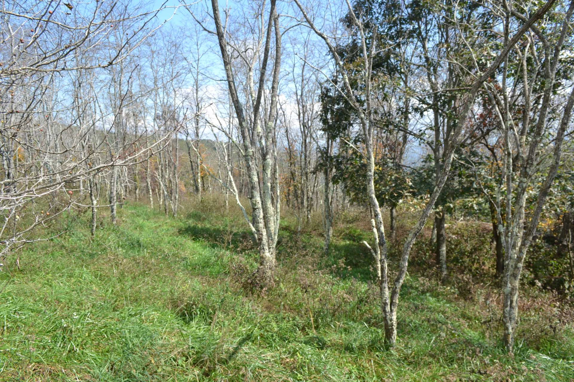 Image number 5 for the current listing