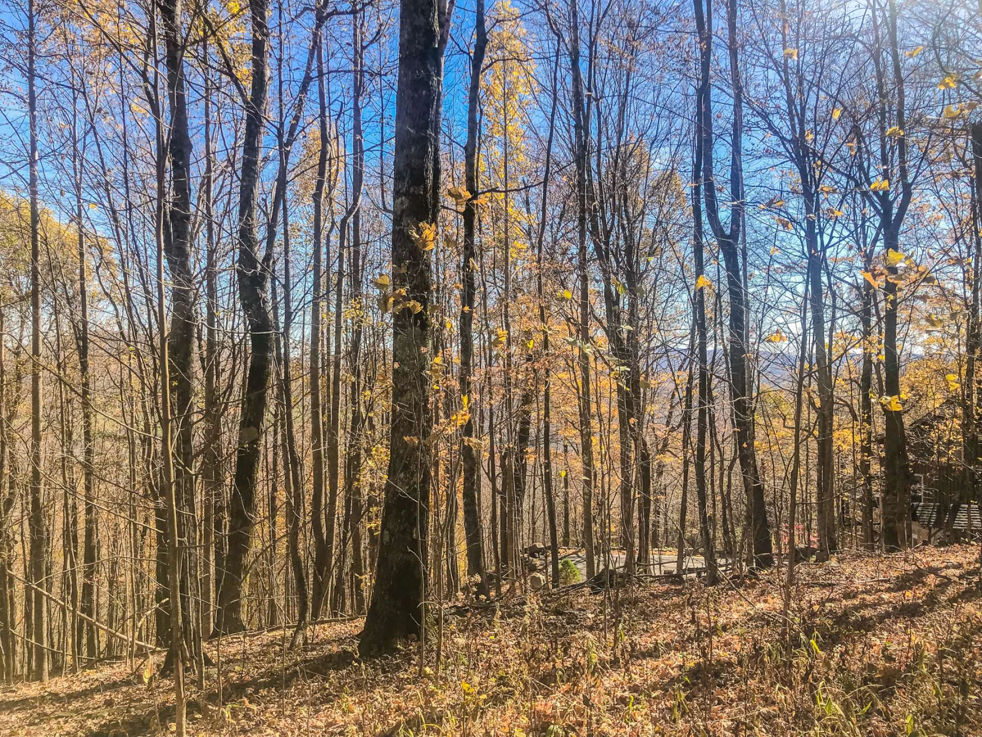 Image number 16 for the current listing
