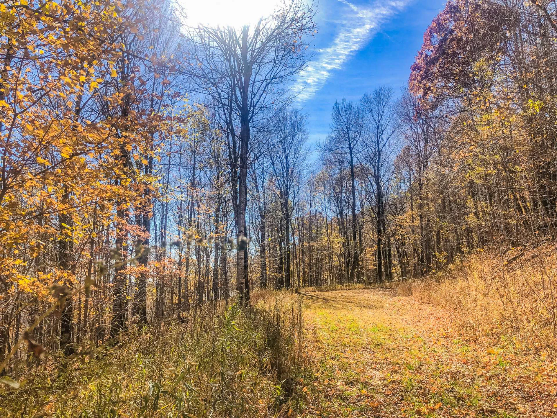 Image number 2 for the current listing