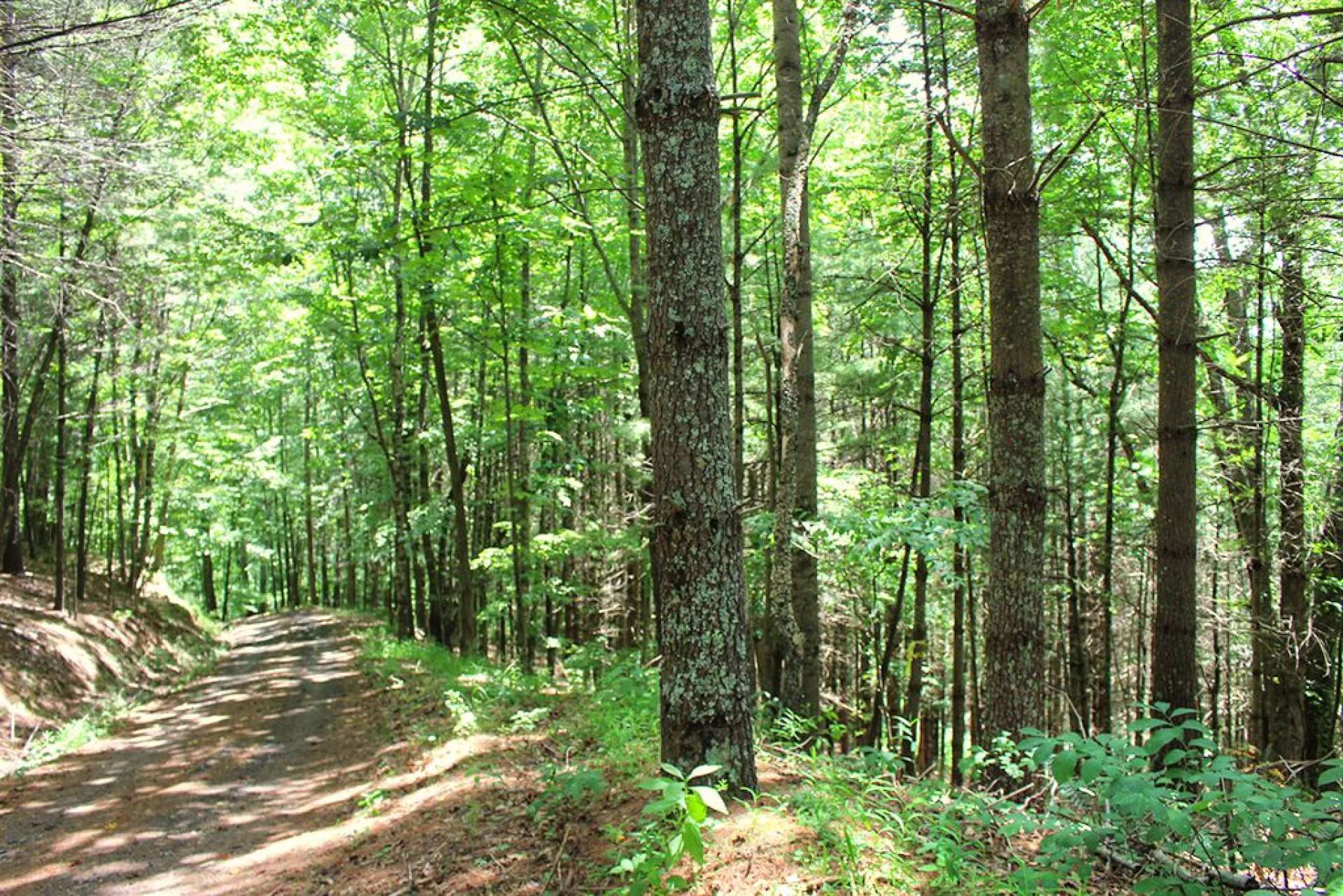 Image number 6 for the current listing