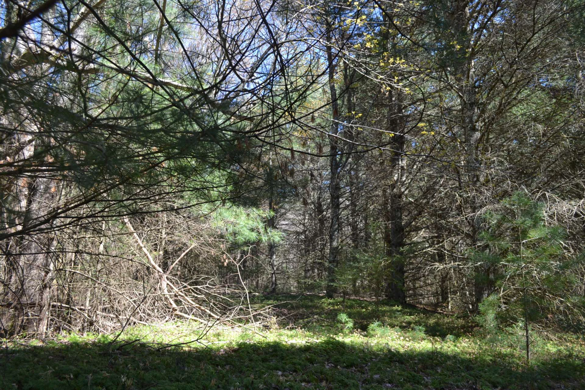 Image number 13 for the current listing