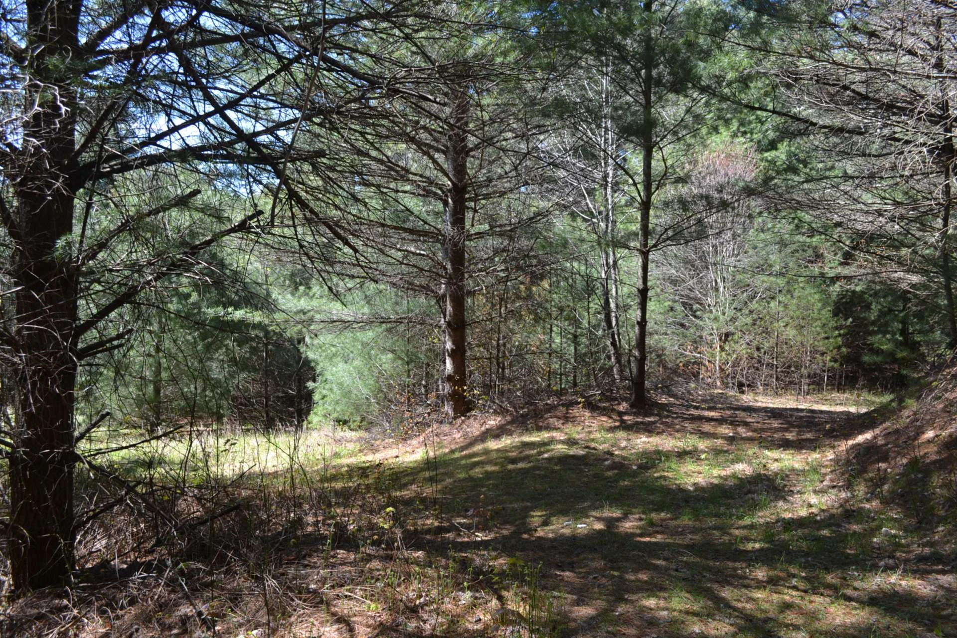 Image number 2 for the current listing