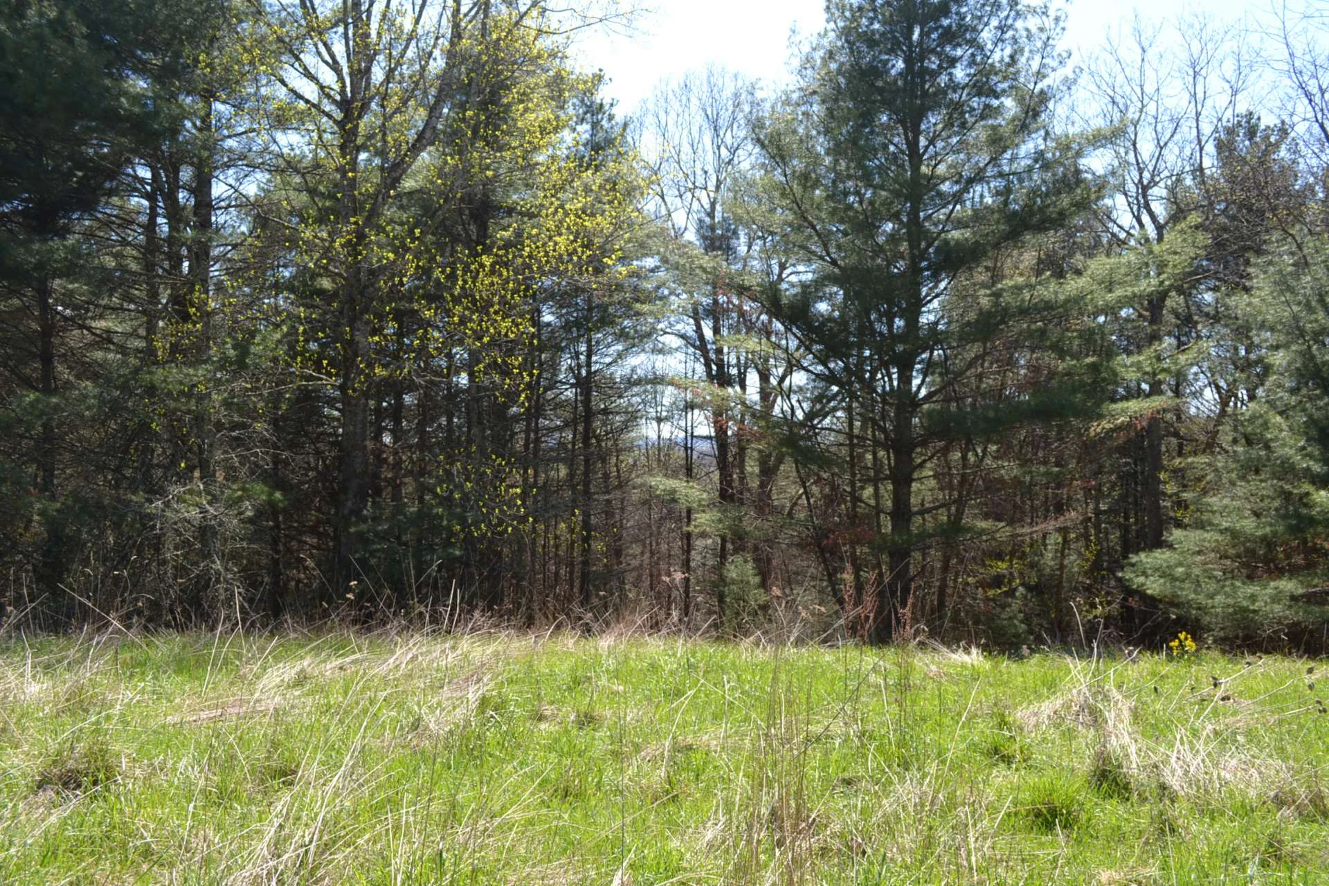 Image number 15 for the current listing