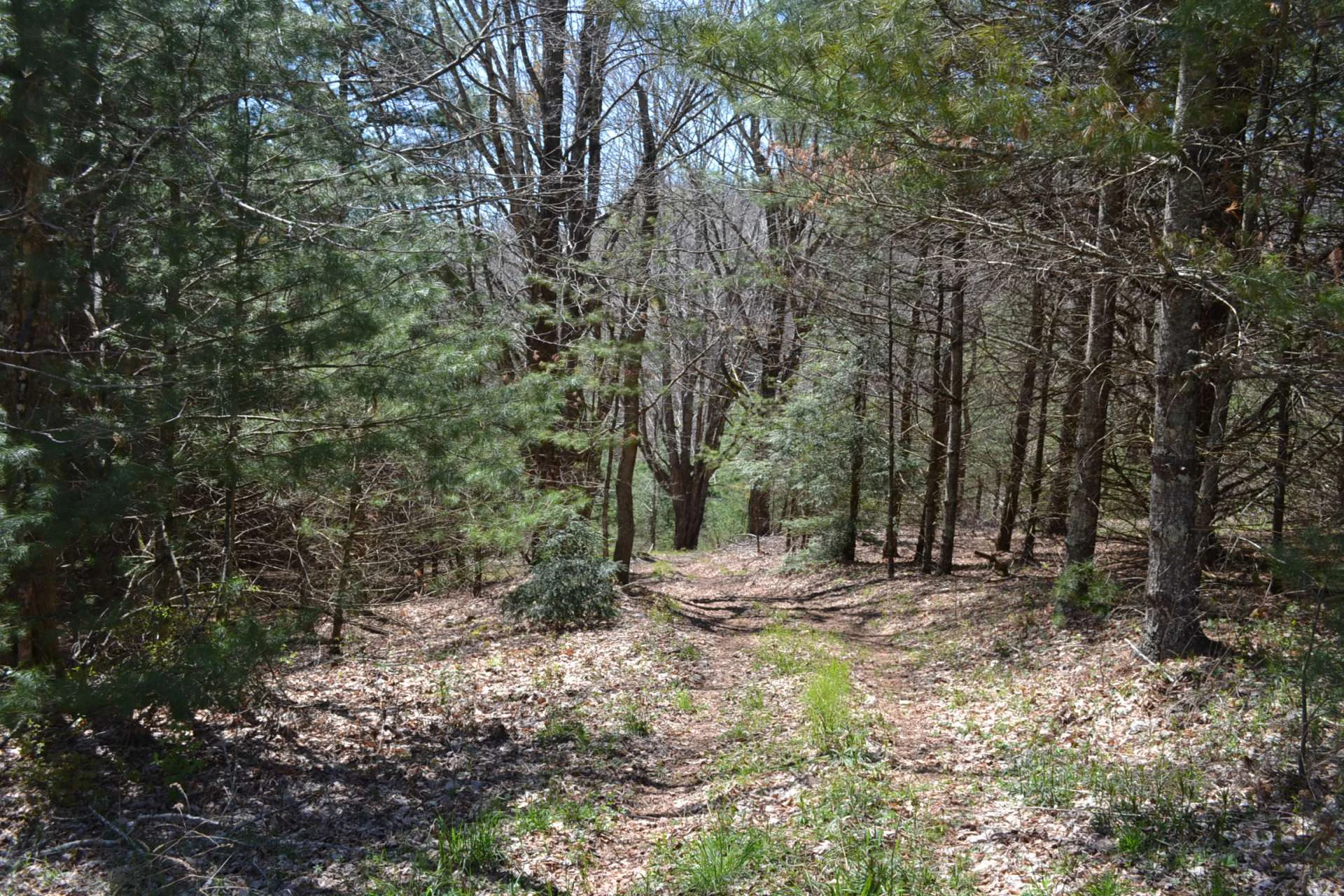 Image number 5 for the current listing