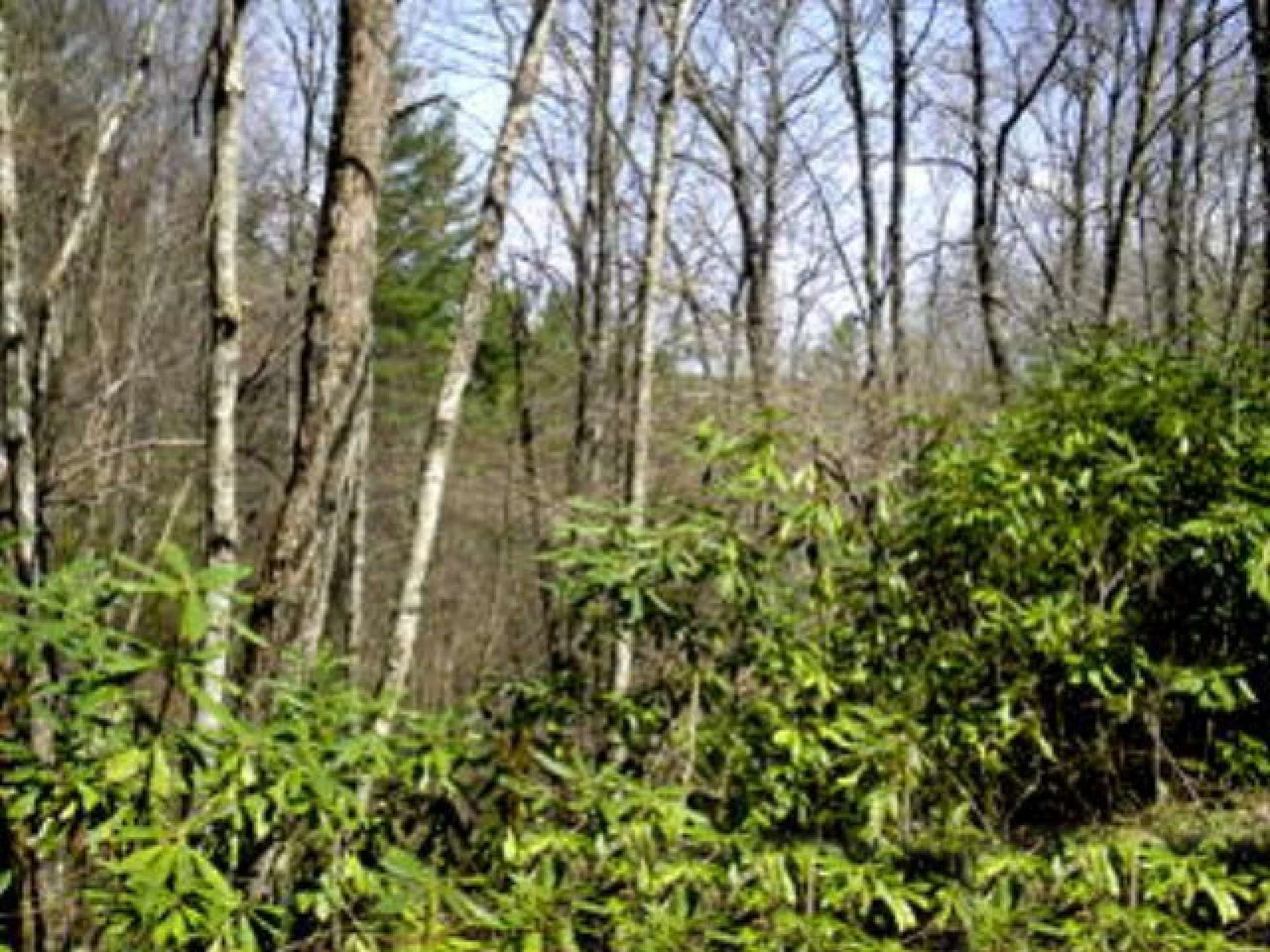 Image number 4 for the current listing