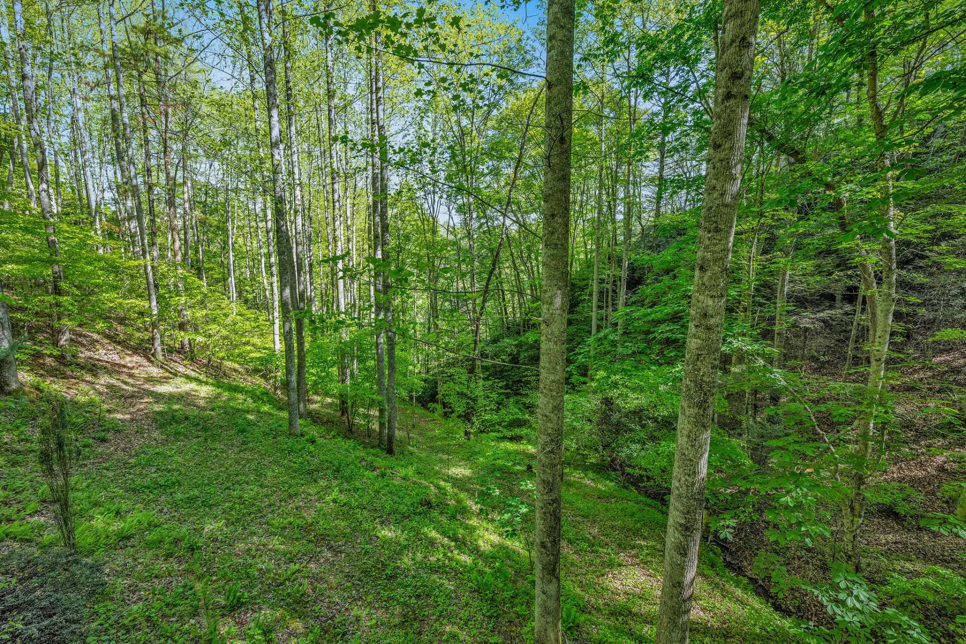 Image number 4 for the current listing