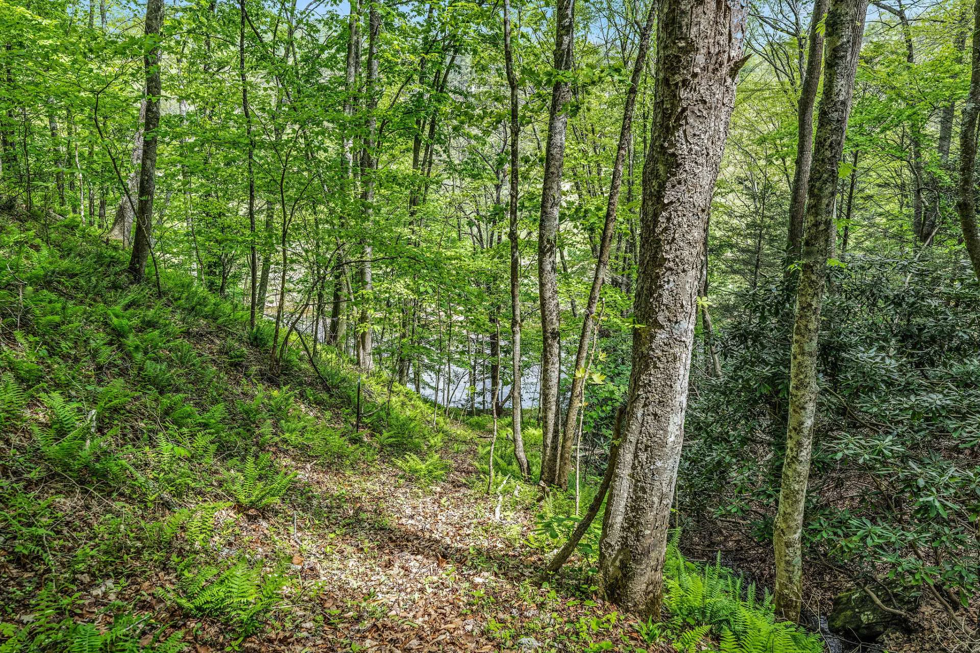 Image number 2 for the current listing