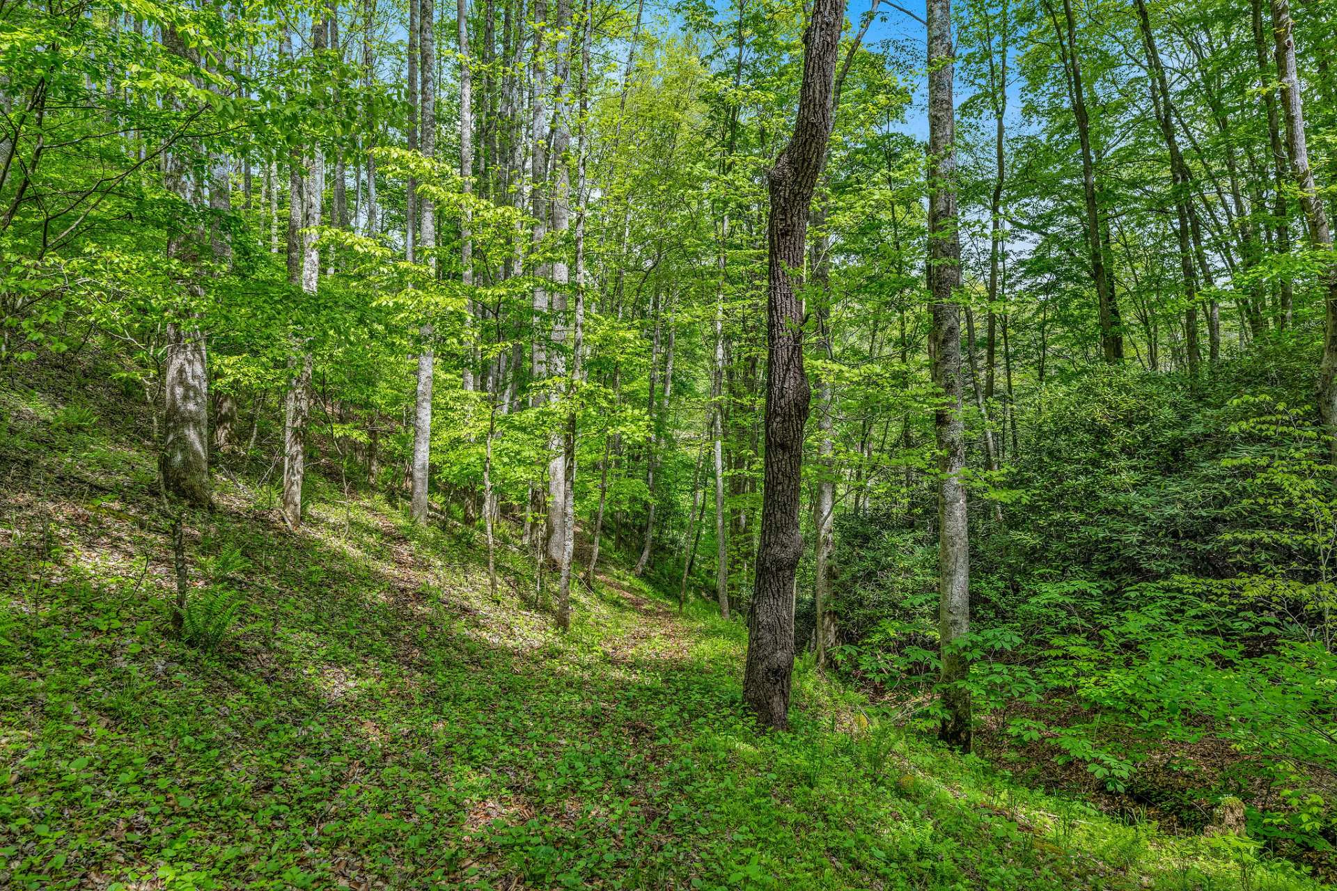 Image number 18 for the current listing