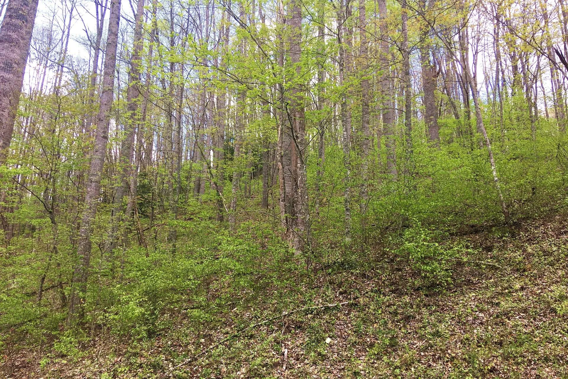 Image number 3 for the current listing
