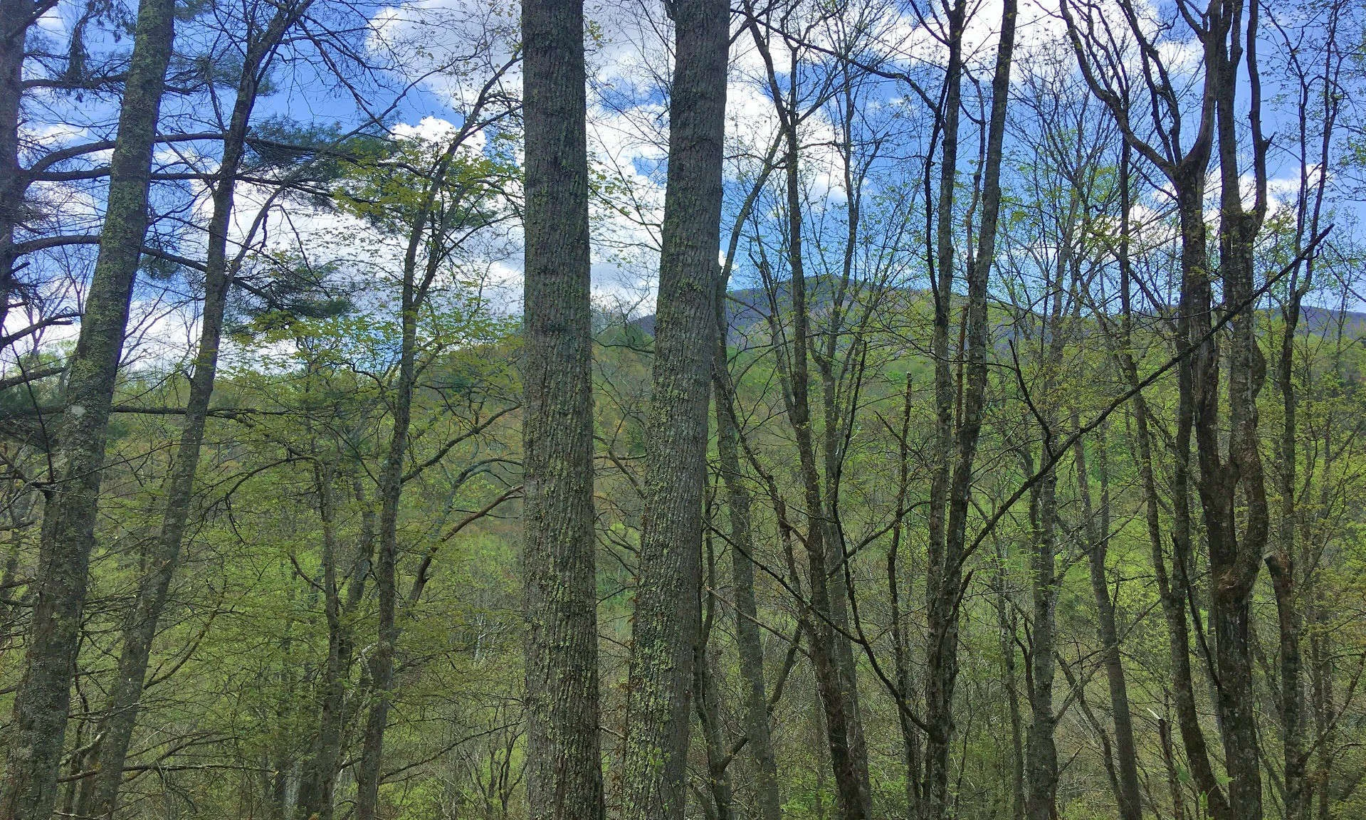 Image number 1 for the current listing