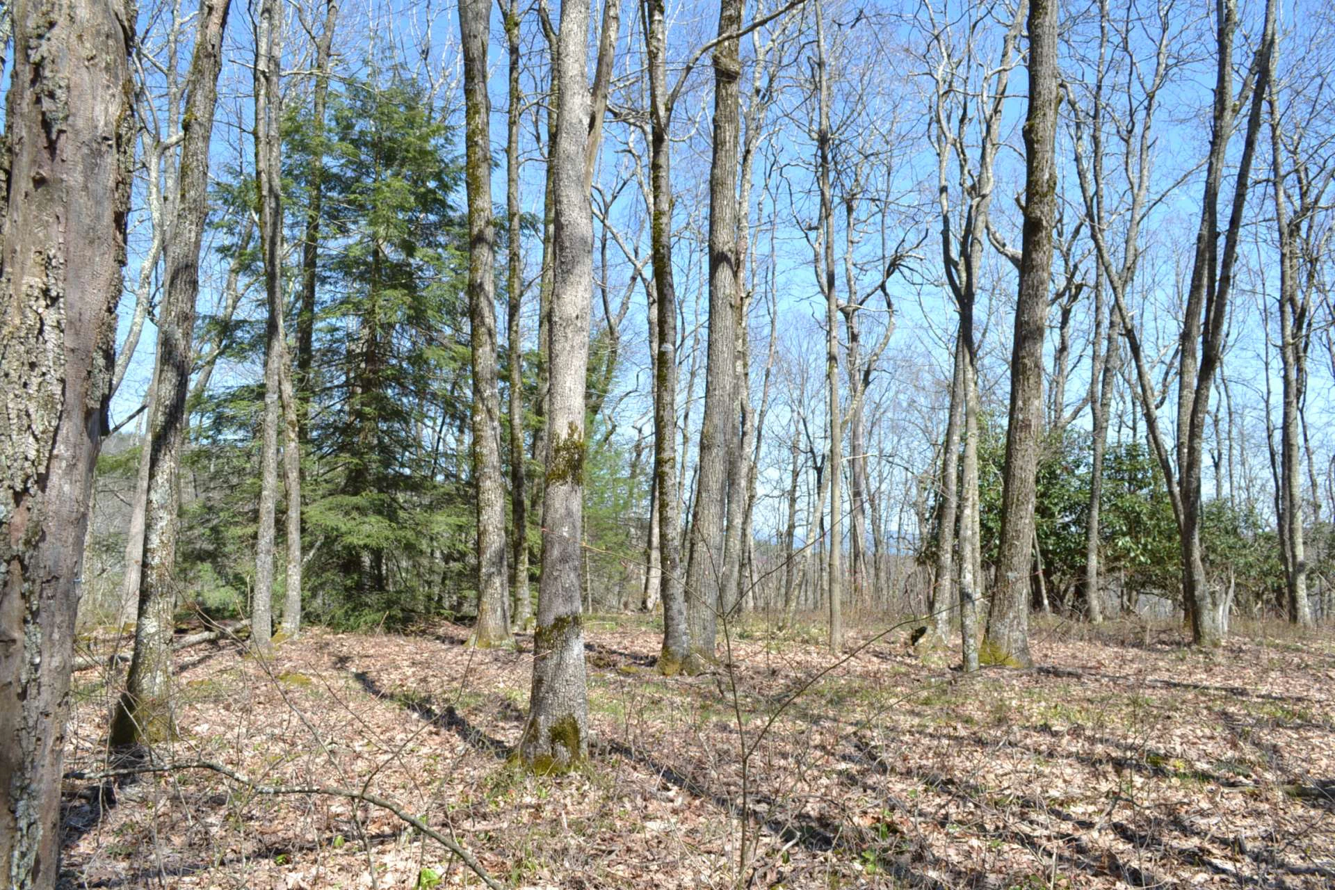 Image number 13 for the current listing