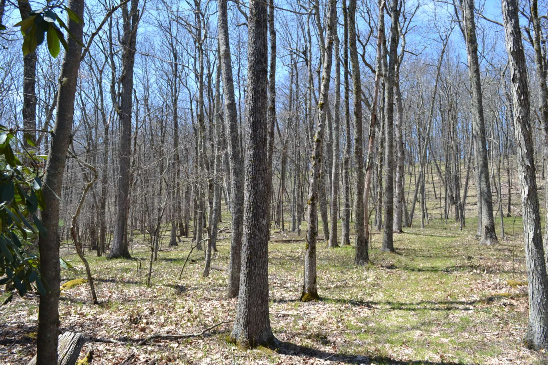 Image number 2 for the current listing