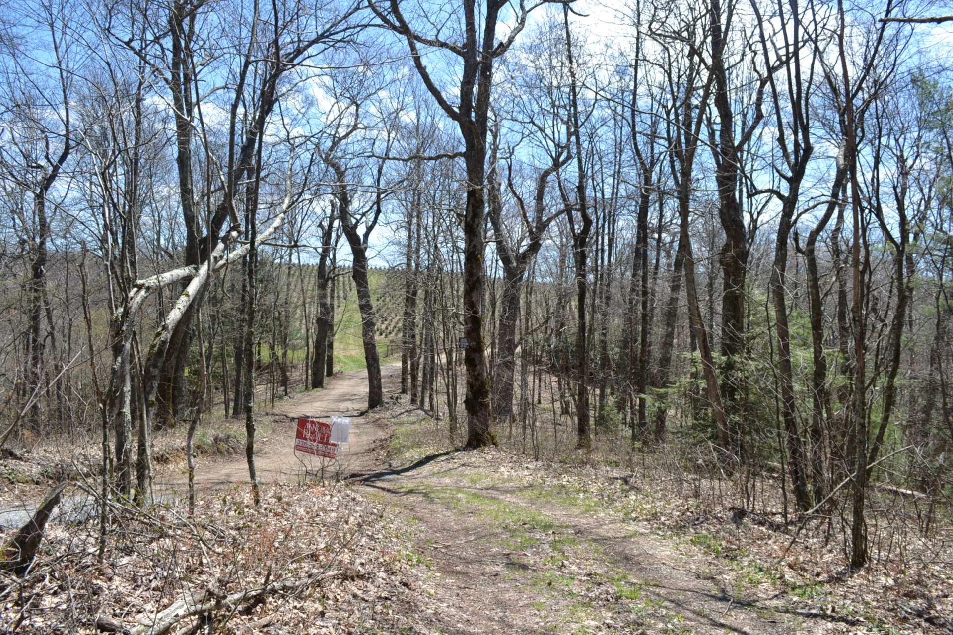 Image number 8 for the current listing