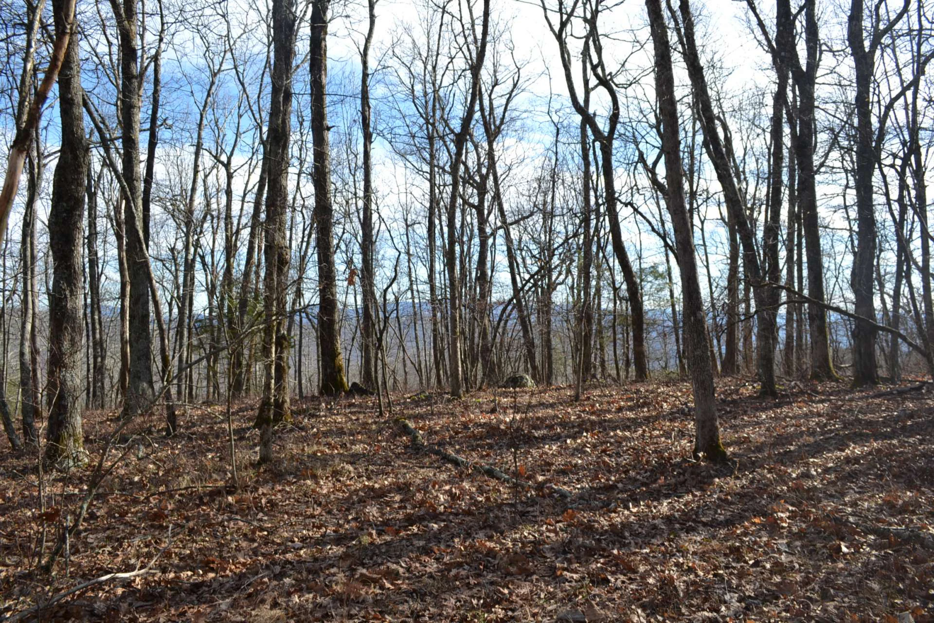 Image number 7 for the current listing