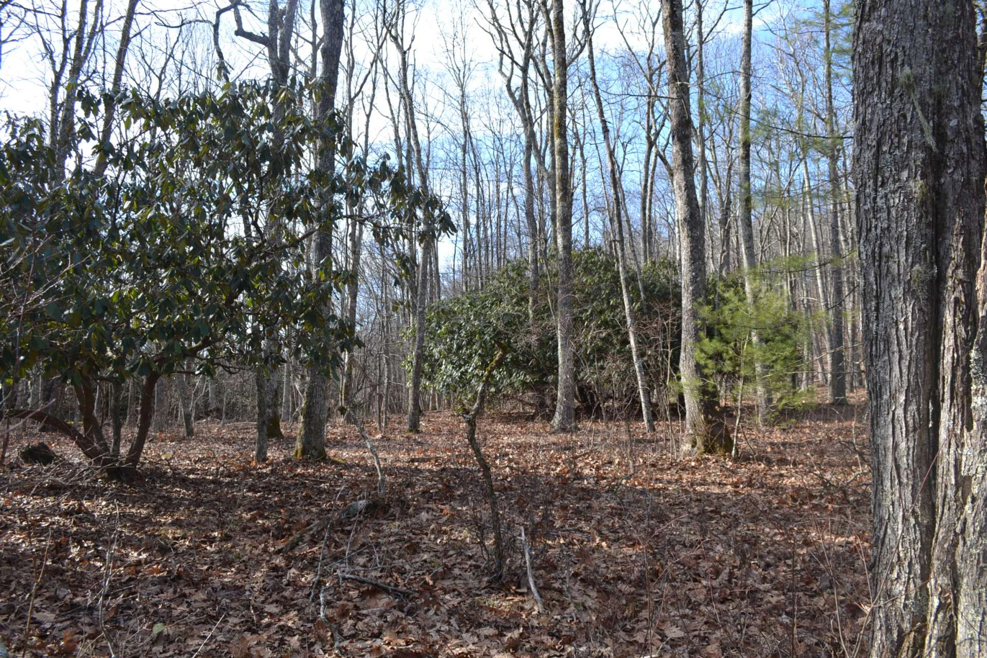 Image number 11 for the current listing