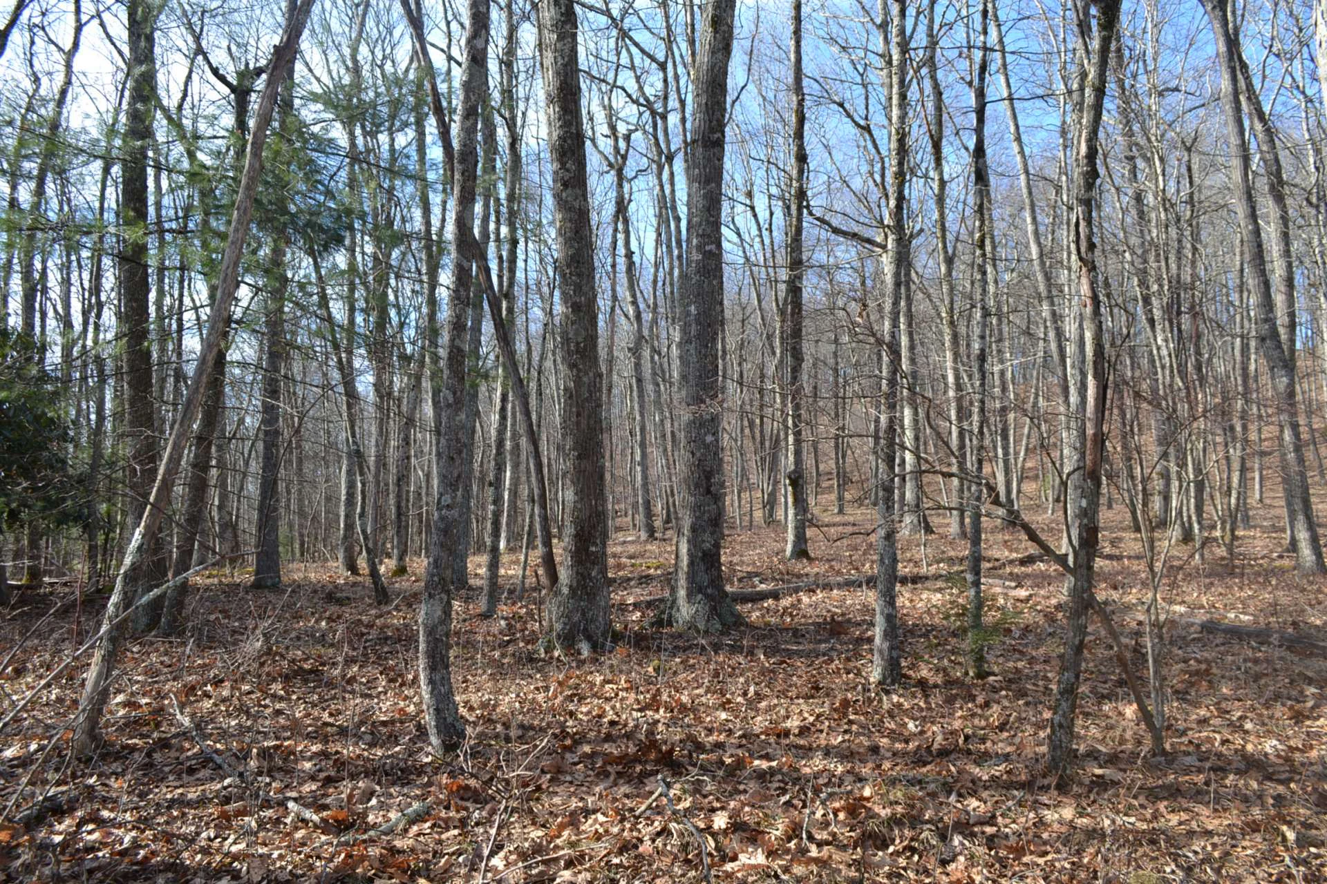 Image number 9 for the current listing