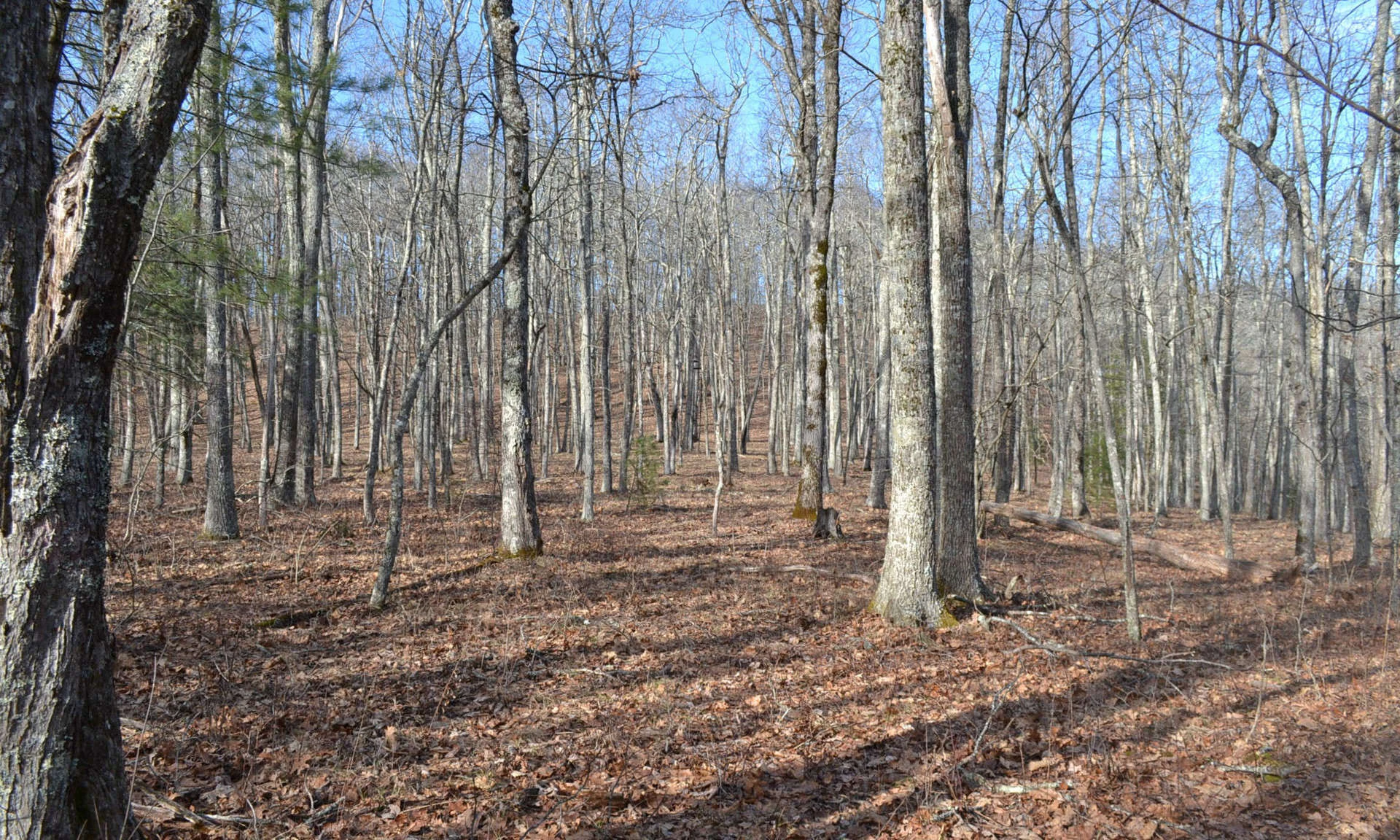 Image number 1 for the current listing