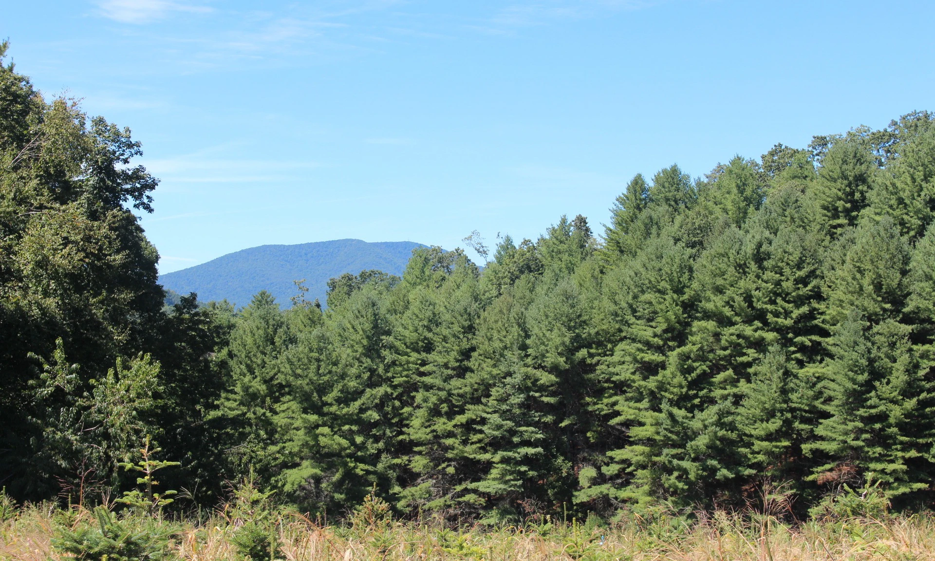 Image number 1 for the current listing
