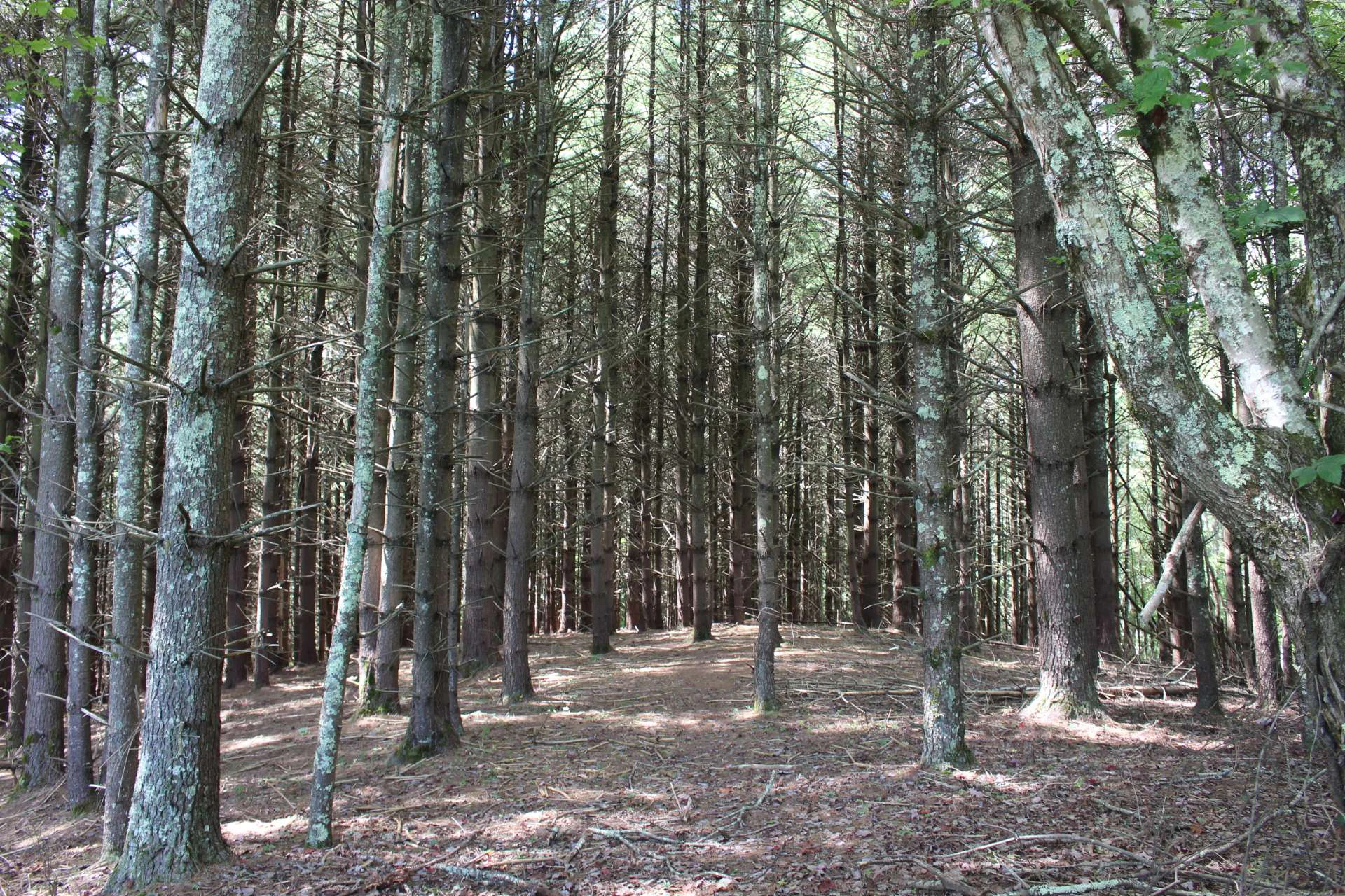 Image number 3 for the current listing