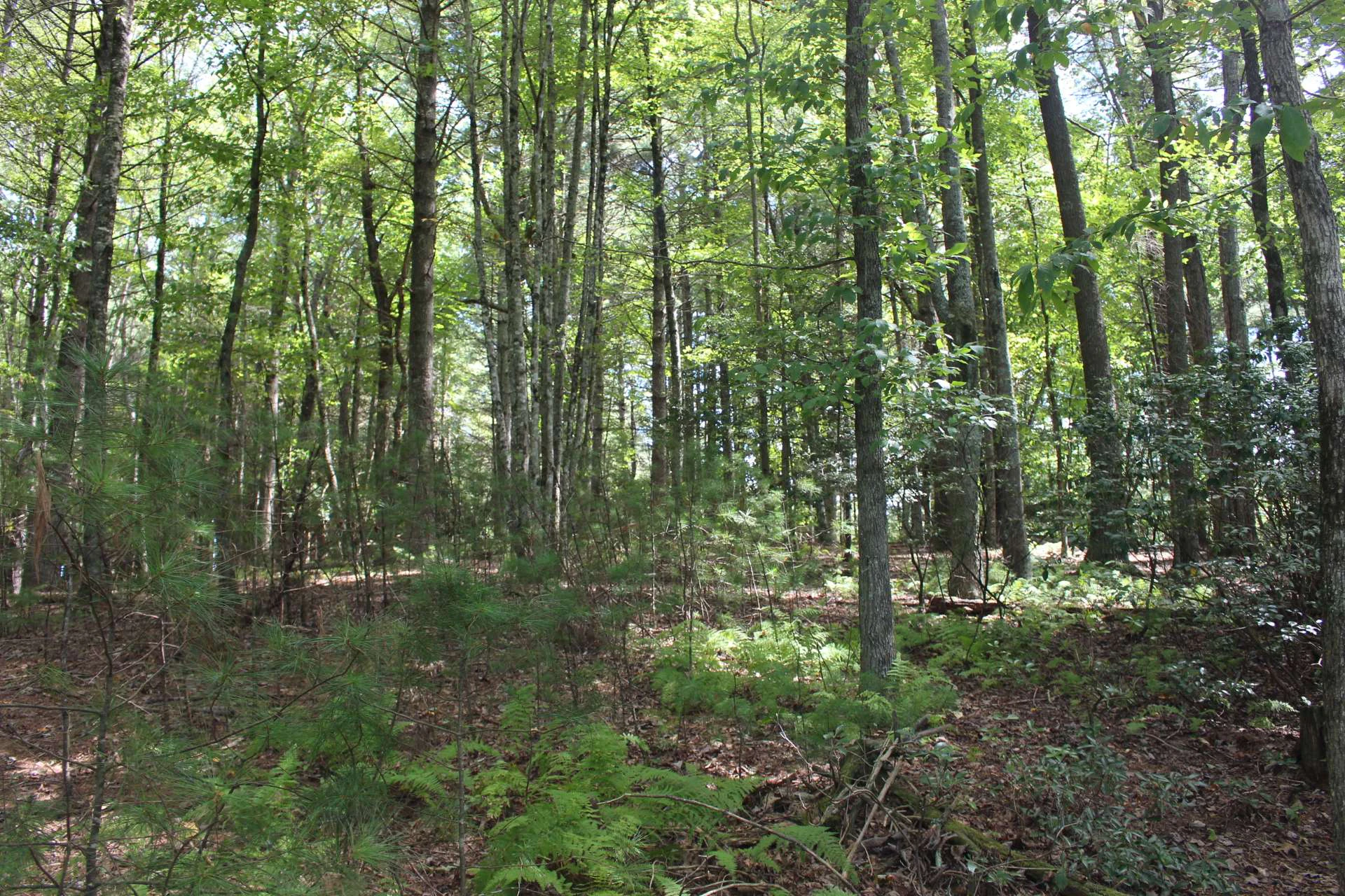 Image number 5 for the current listing